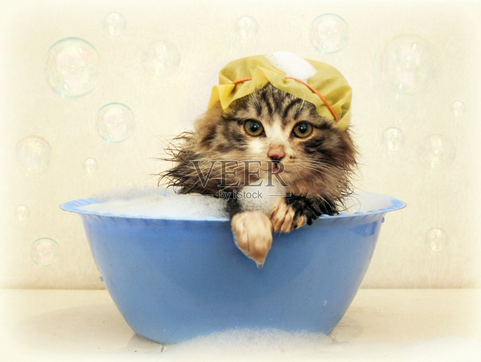 小猫在浴室里洗东西照片摄影图片