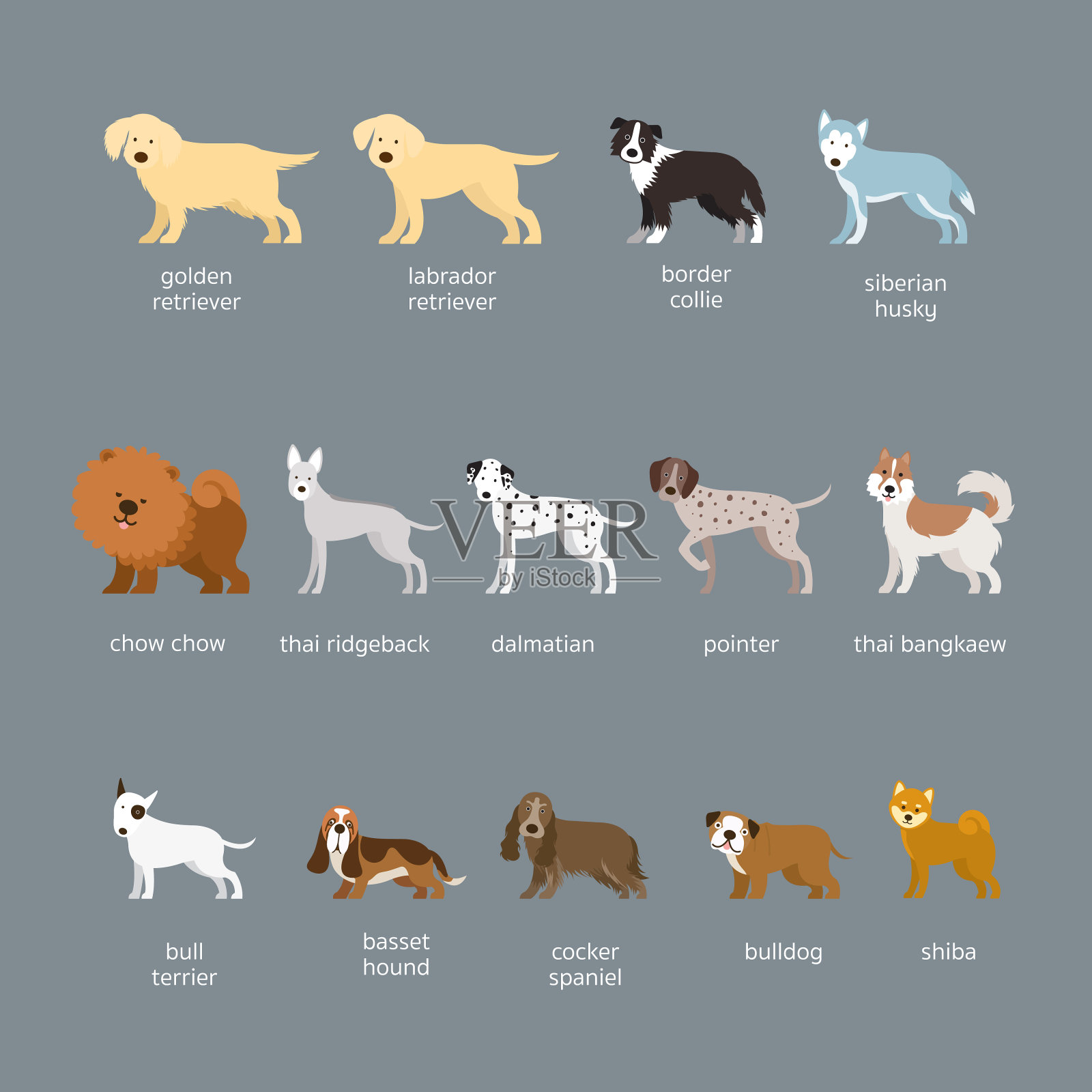 犬种设置，大型和中型插画图片素材