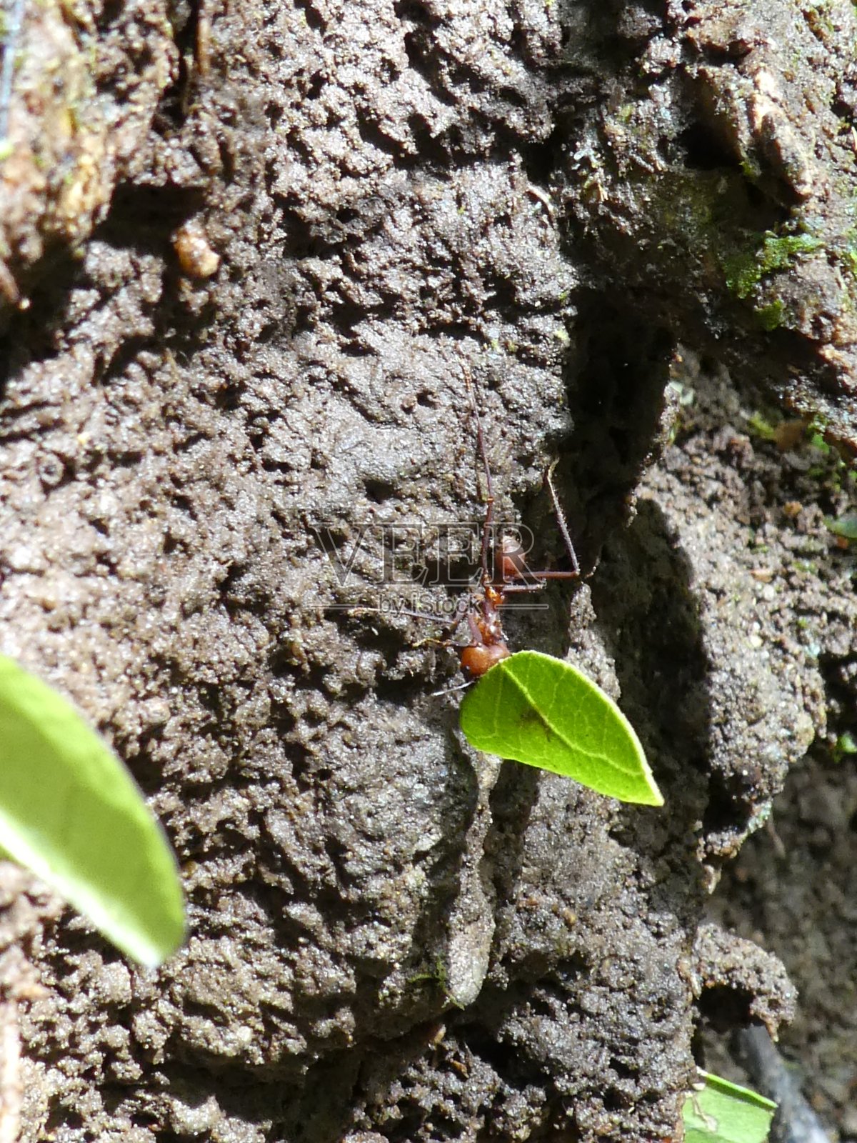蚂蚁携带叶照片摄影图片