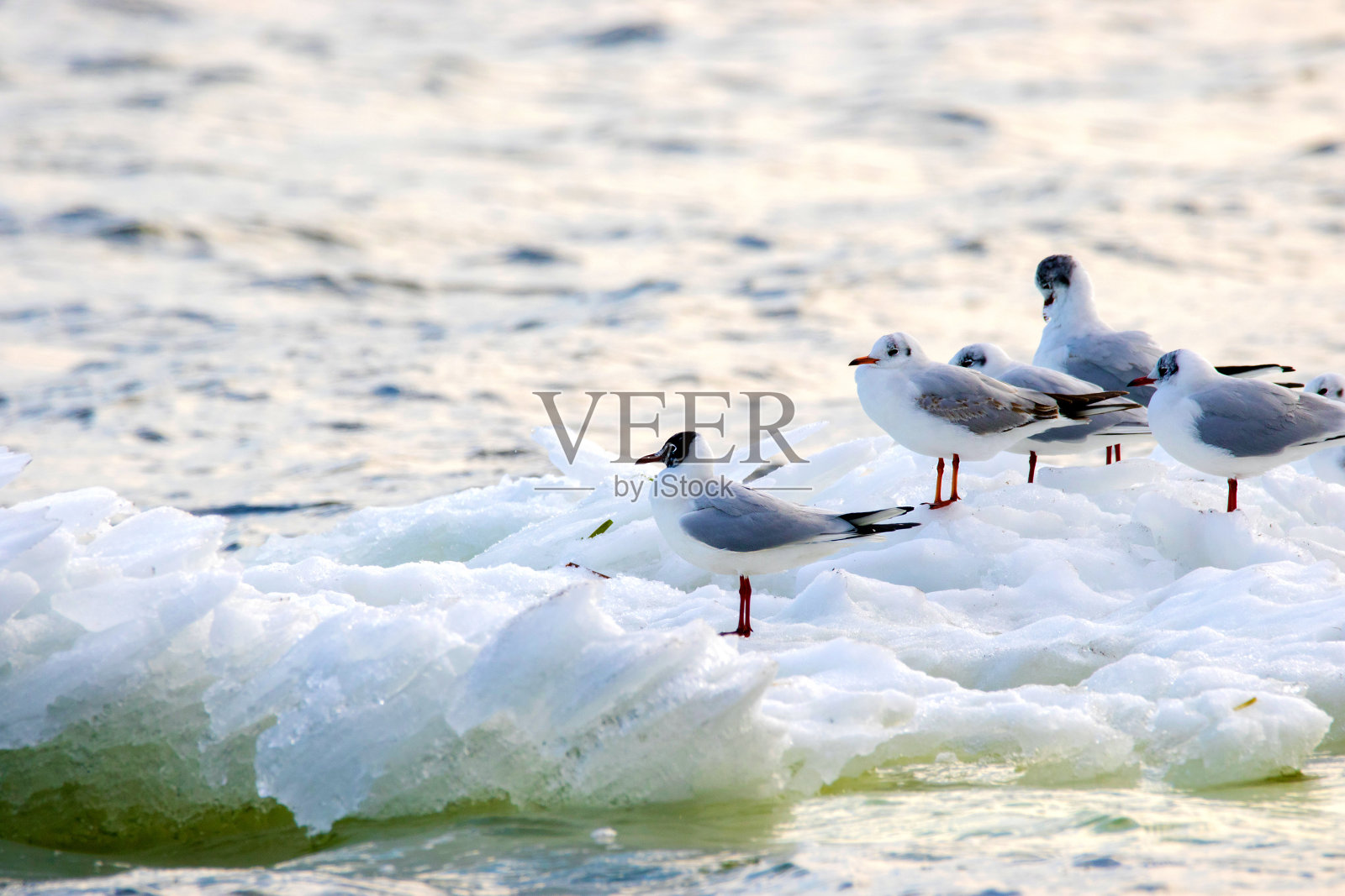 有羽毛的海鸥漂浮在沿河的浮冰上照片摄影图片