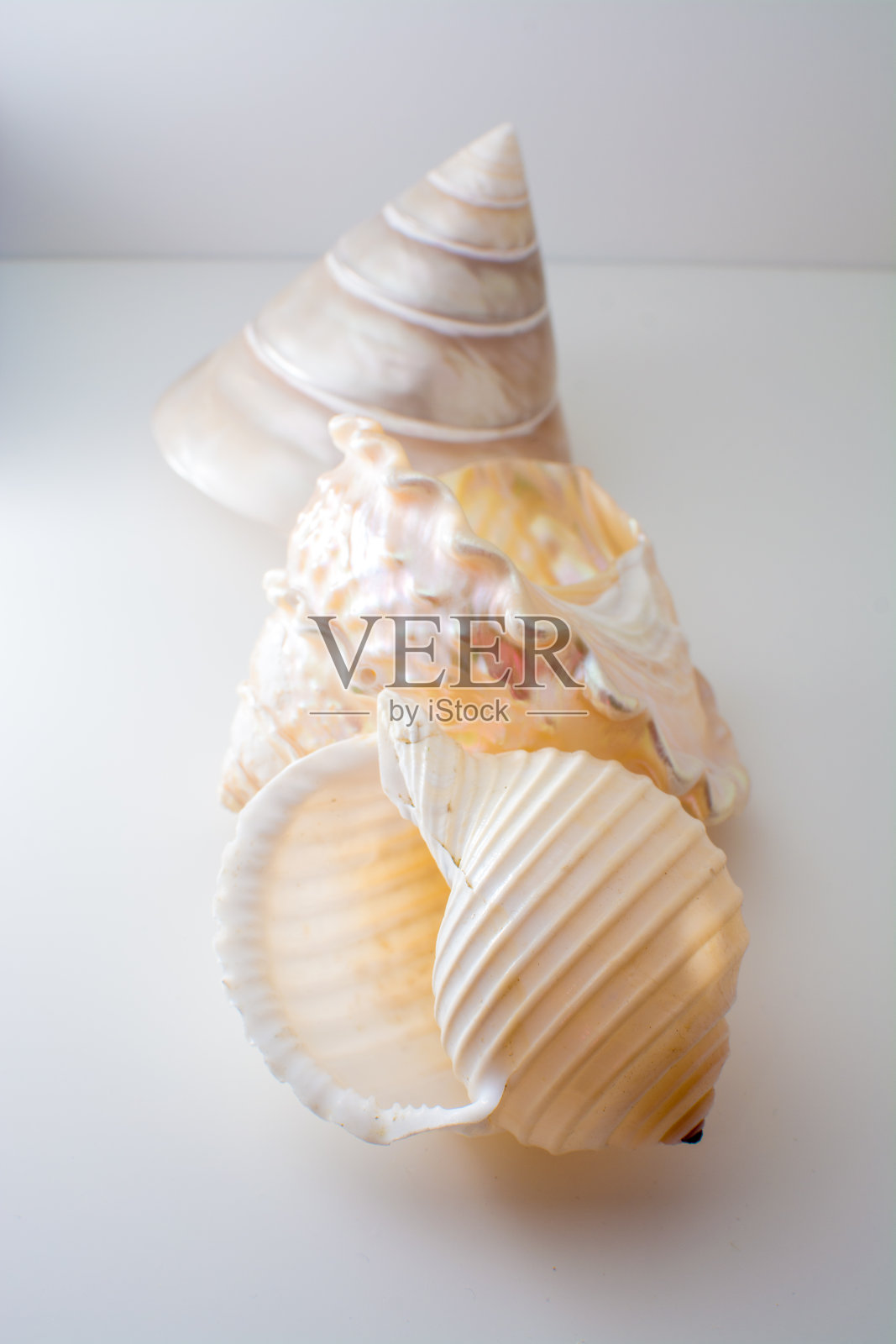 美丽的热带海洋贝壳，白色珍珠般的Trochus Tectus niloticus和Tonna贝壳隔离，靠近照片摄影图片