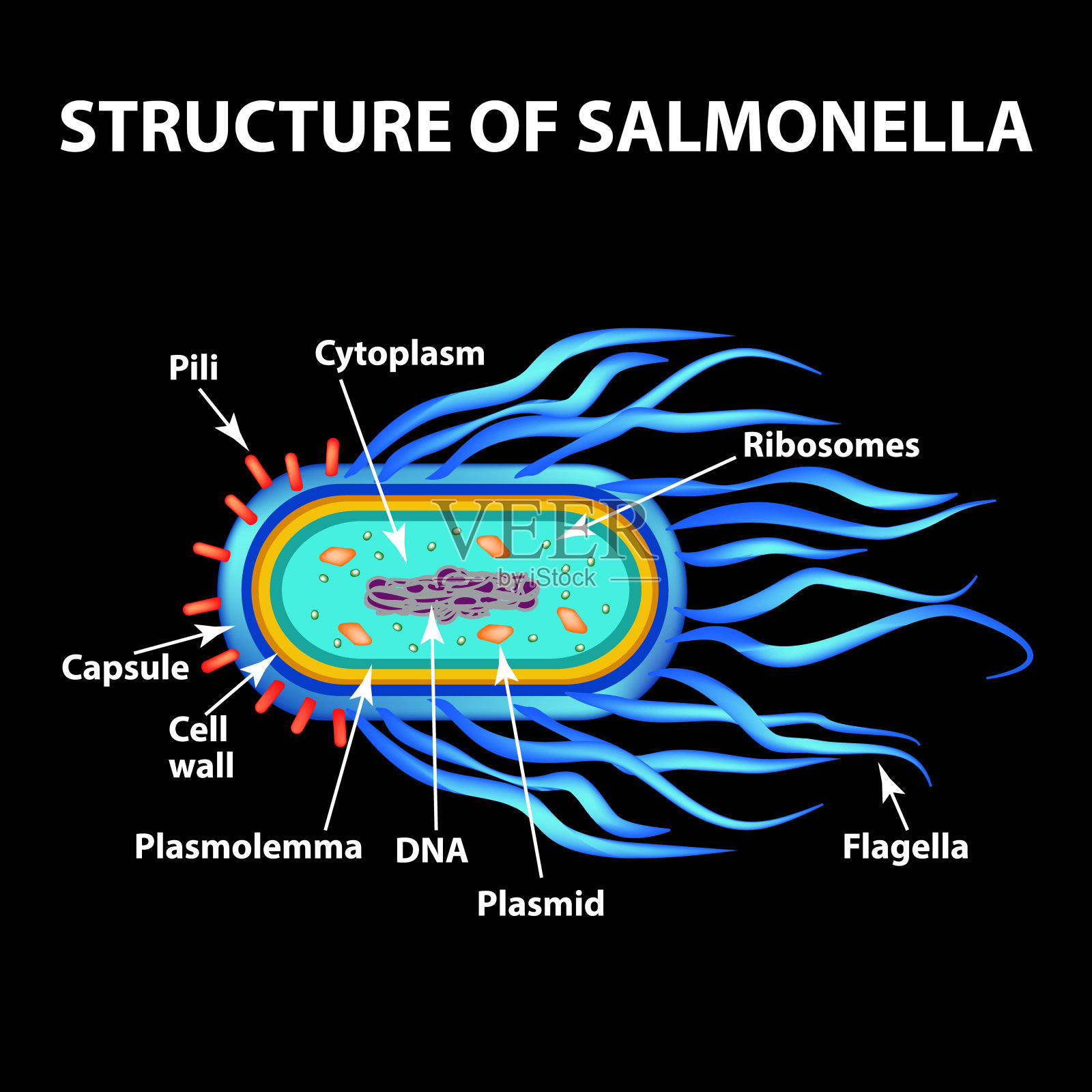 沙门氏菌的结构。矢量插图上的黑色背景。插画图片素材