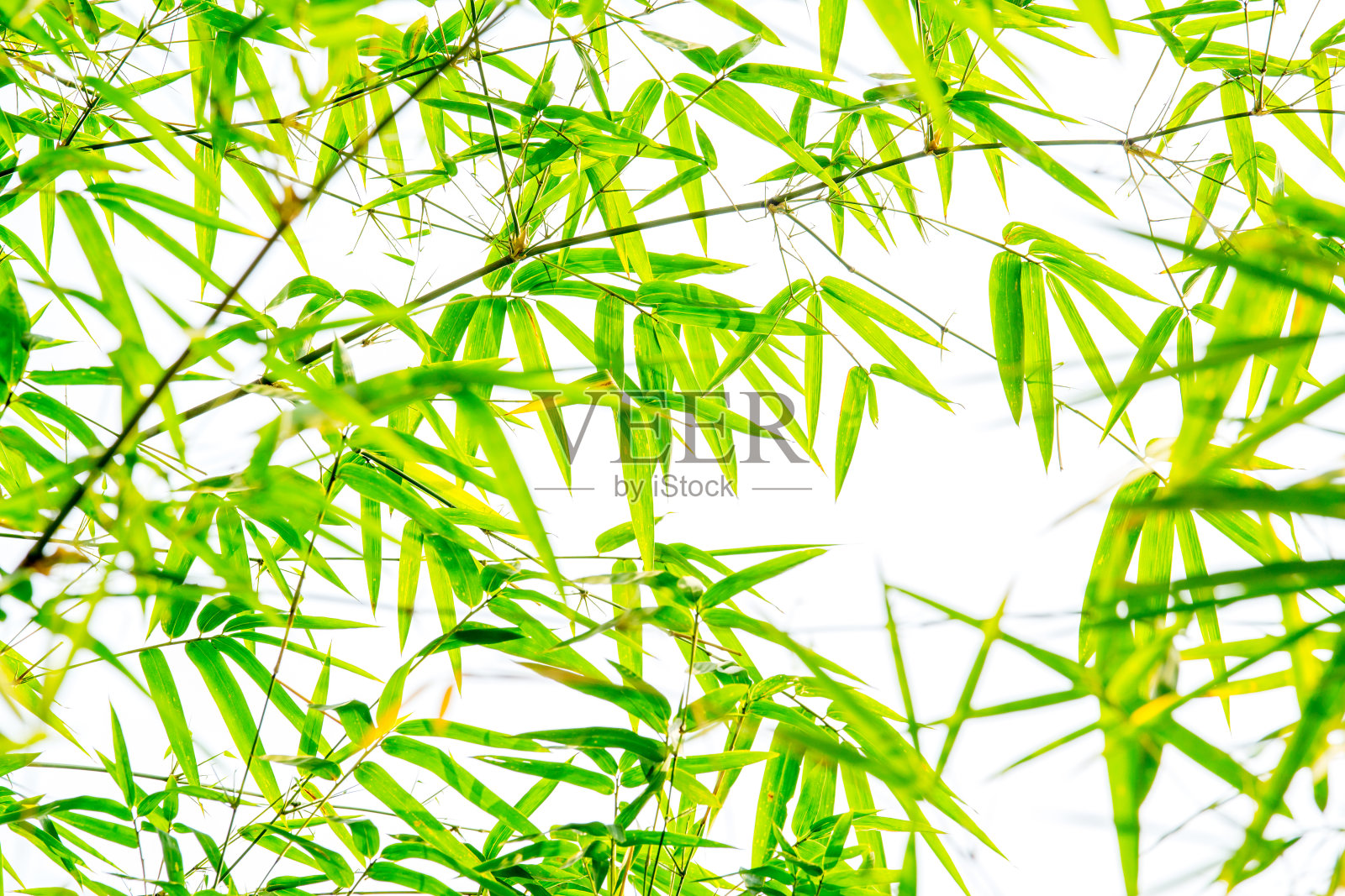 绿色竹叶孤立在白色的背景上照片摄影图片
