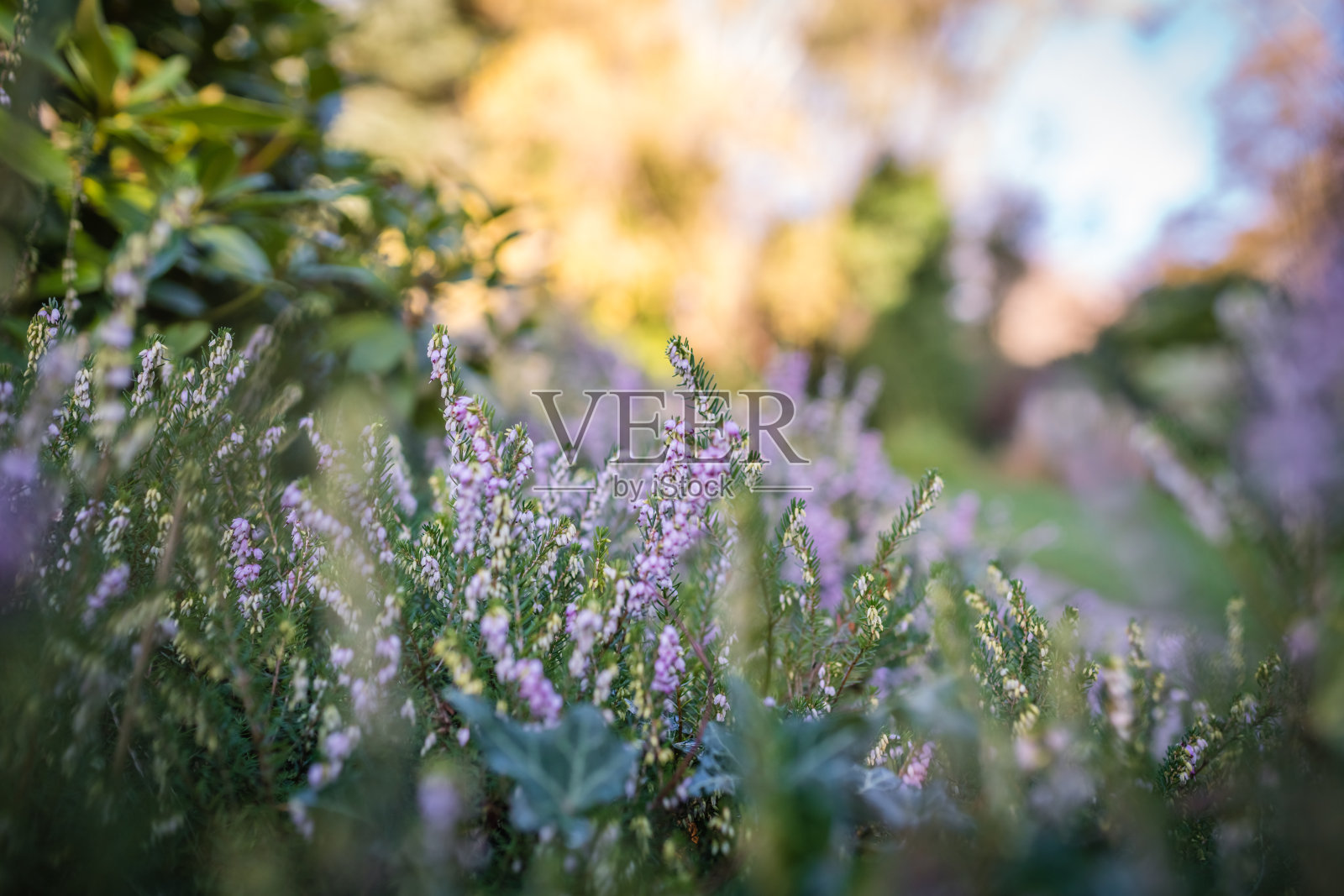 春天花园里的紫松花照片摄影图片