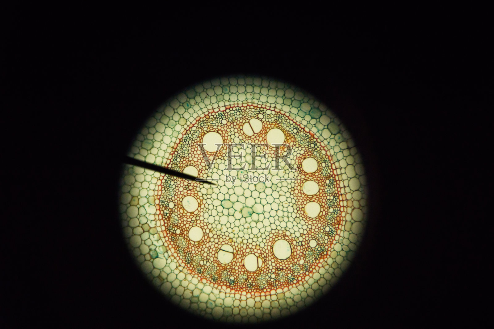 用显微镜观察玉米根系横截面照片摄影图片