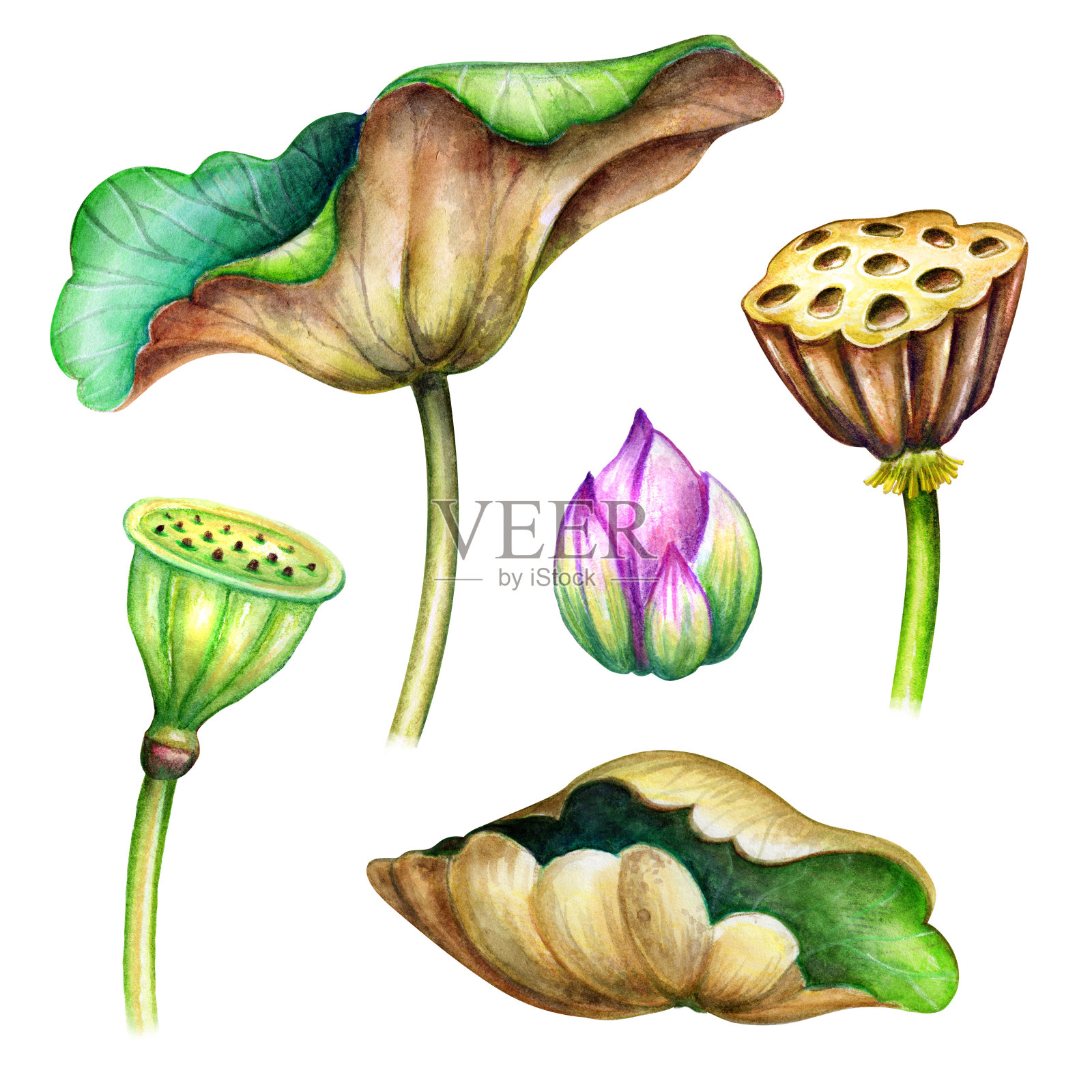 水彩植物插图，绿色荷叶，花，东方园林自然，精致的睡莲，中国风设计元素，荷花，热带花卉剪辑艺术孤立在白色的背景设计元素图片