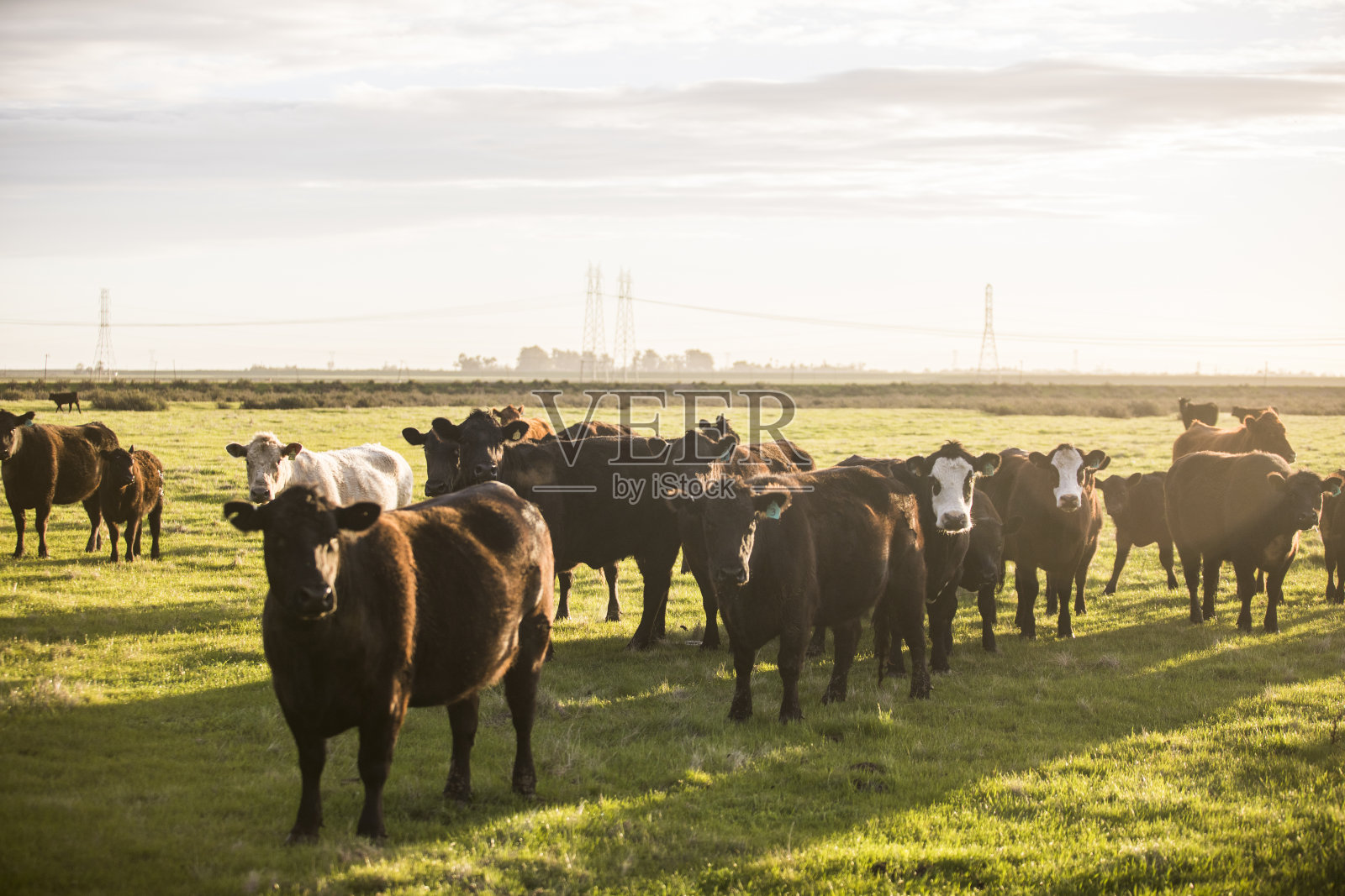 大牧场肉牛开阔地照片摄影图片