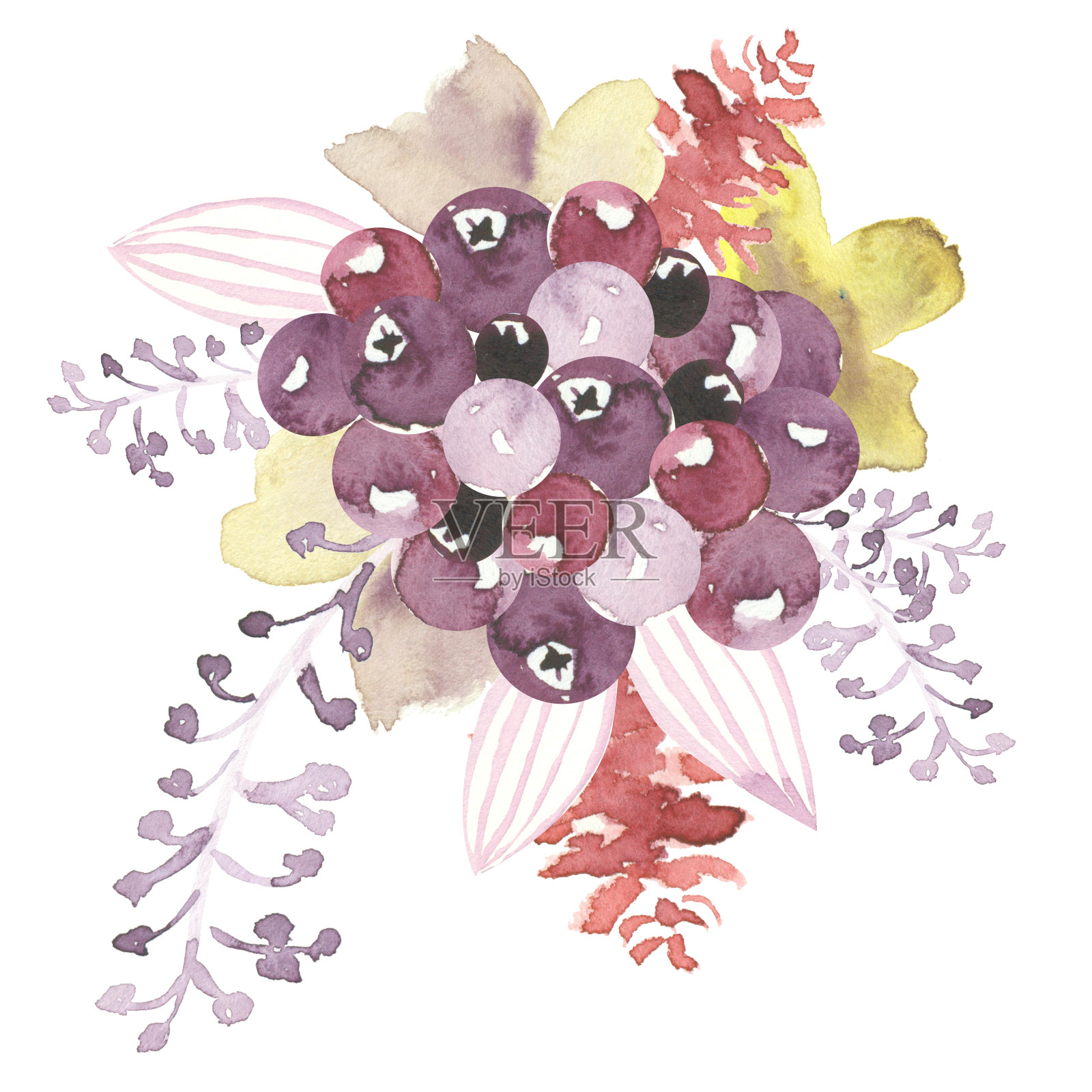 水彩紫罗兰浆果香气，白色背景上有孤立的花元素插画图片素材