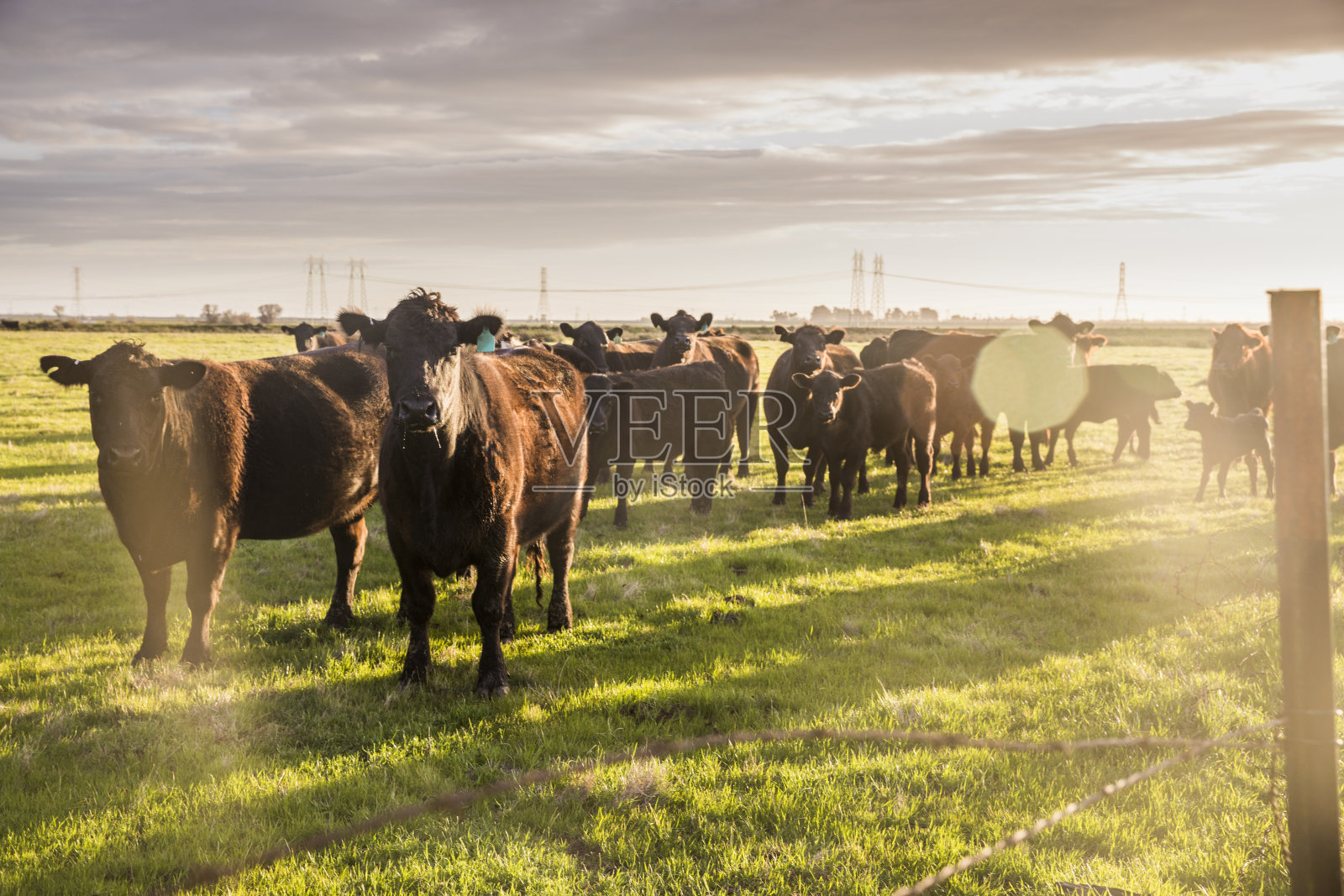 大牧场肉牛开阔地照片摄影图片