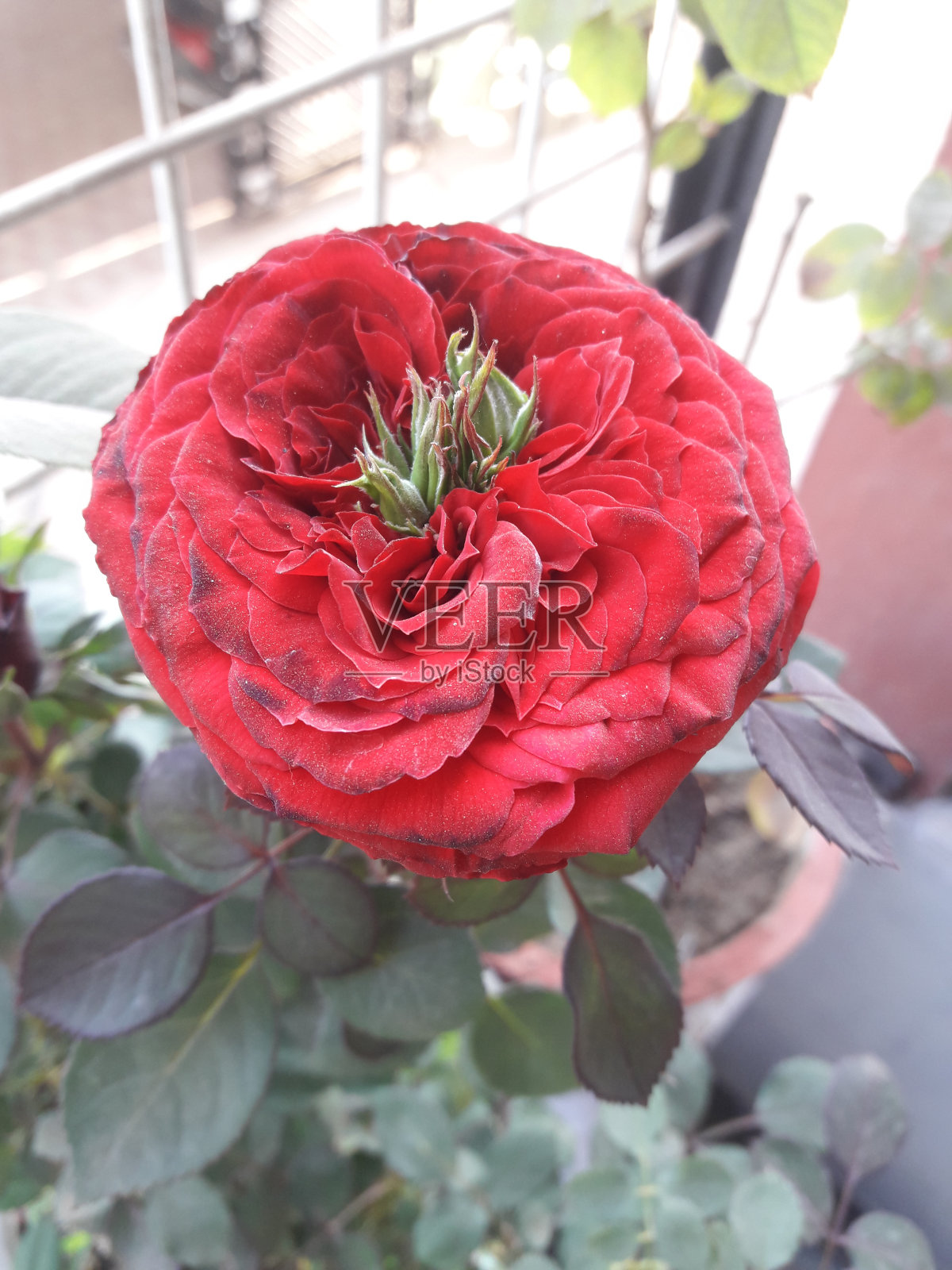 稀有的红玫瑰花照片摄影图片