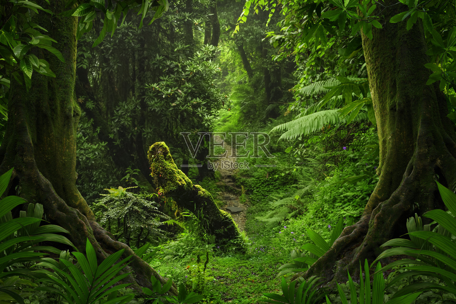 亚洲丛林深处照片摄影图片