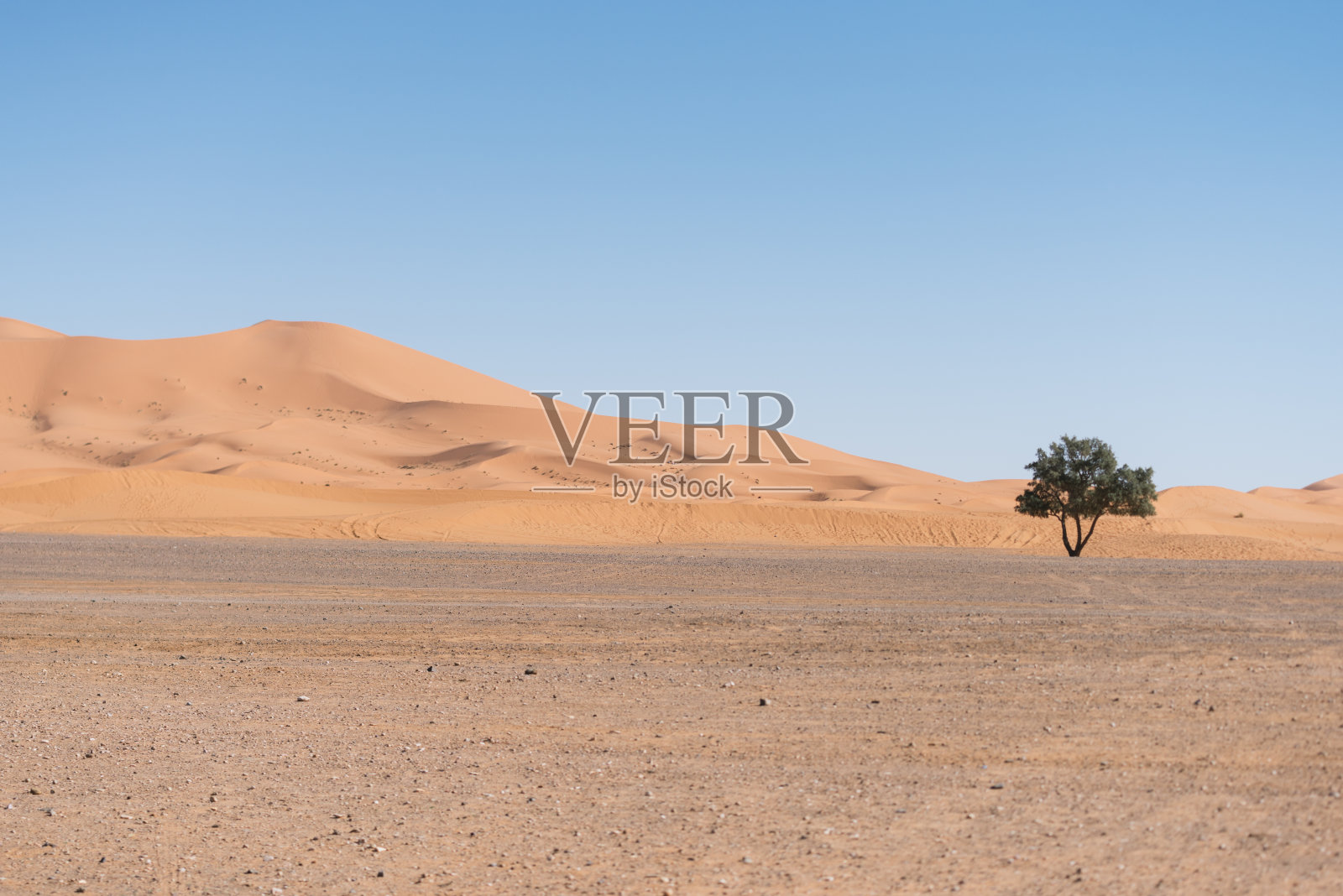 沙漠中孤独的树照片摄影图片