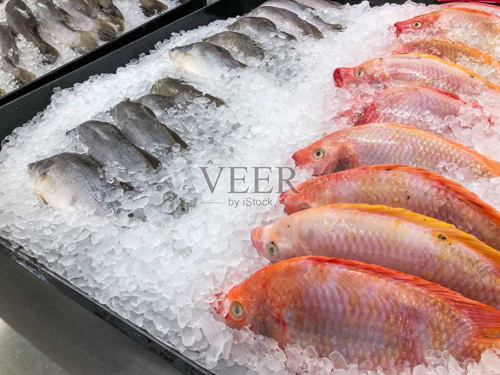 新鲜的红黑罗非鱼，用冰冰冷藏，并在海鲜市场的货架上排成一列以保持新鲜照片摄影图片