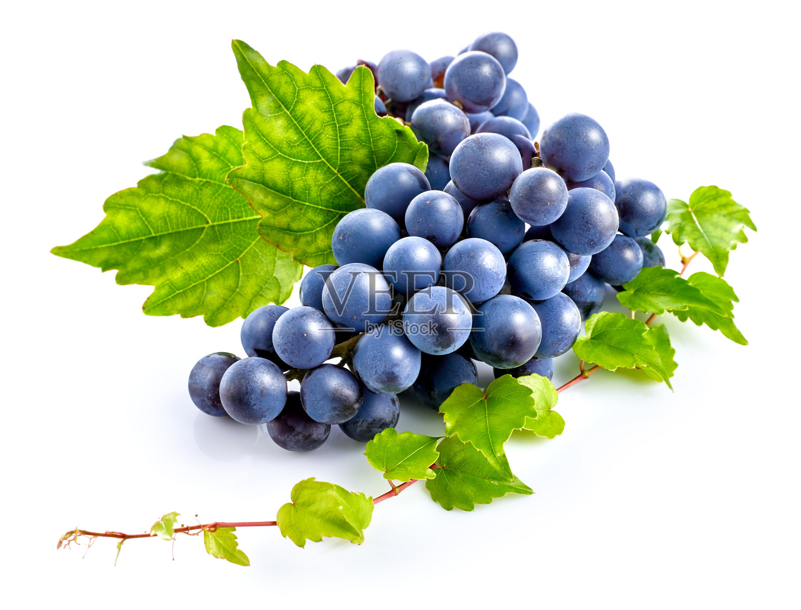 绿色叶子的蓝葡萄是健康的饮食。照片摄影图片