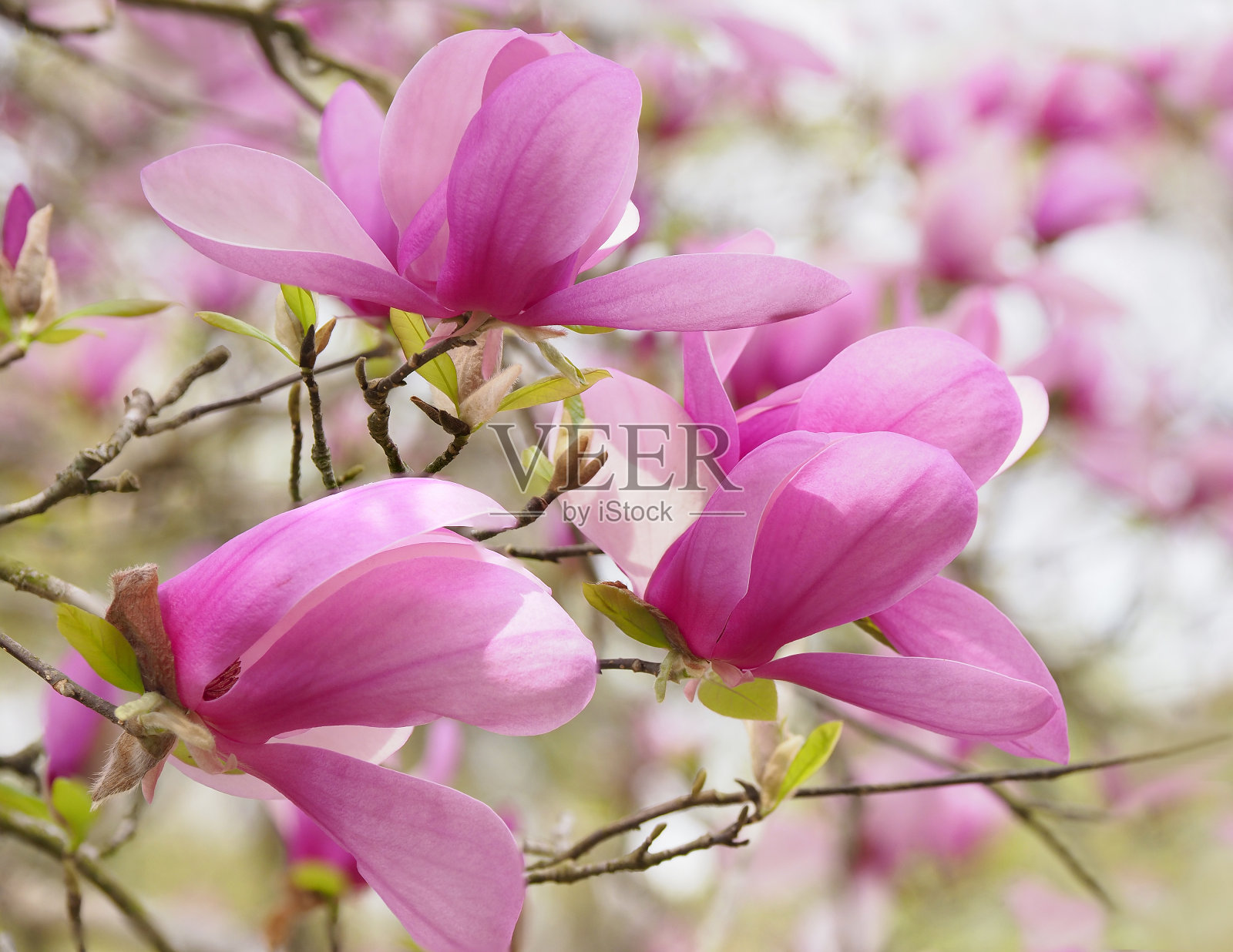 聚焦堆叠图像的粉红色郁金香树的花朵照片摄影图片