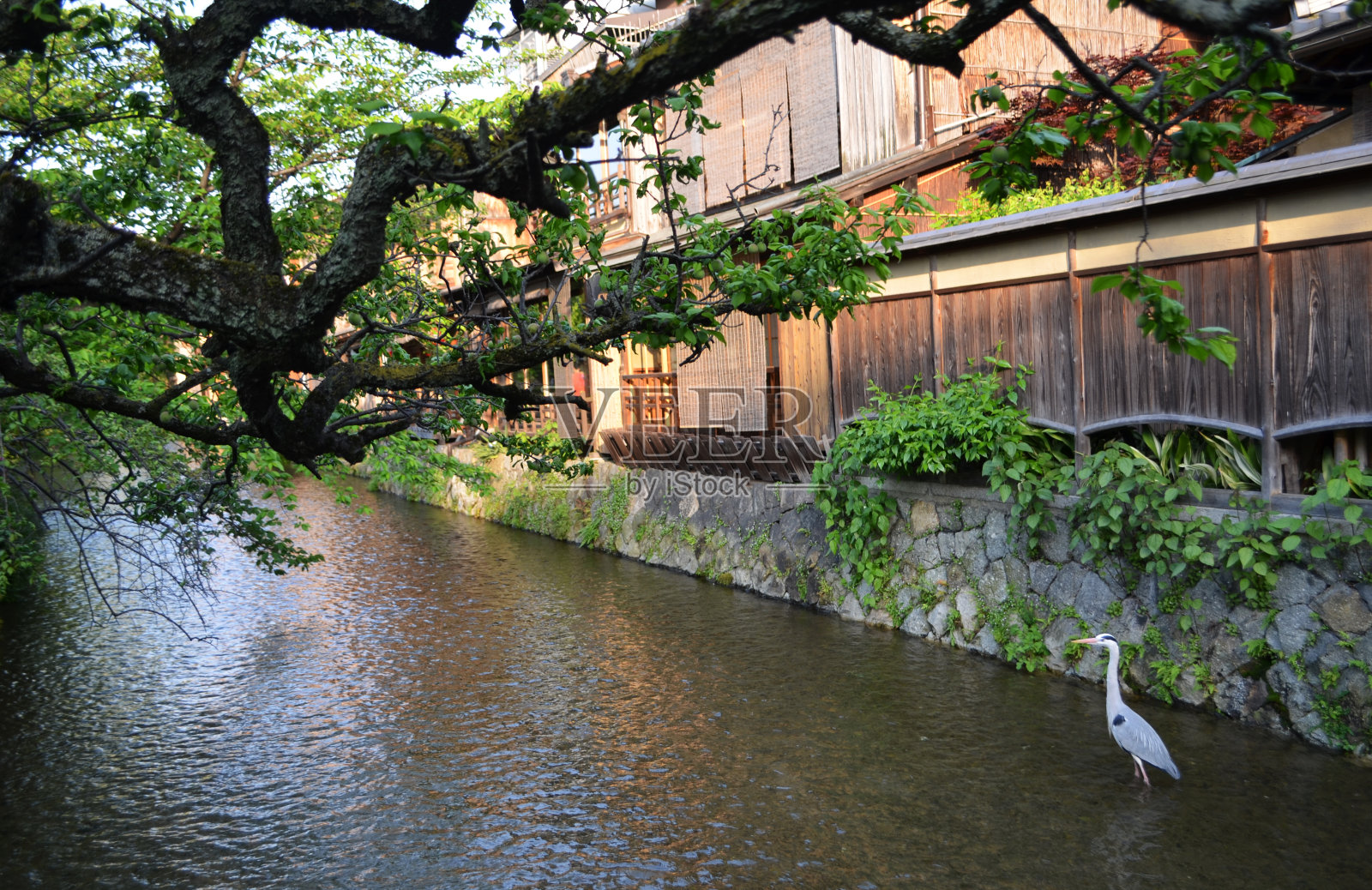 日本京都的日本鹤照片摄影图片