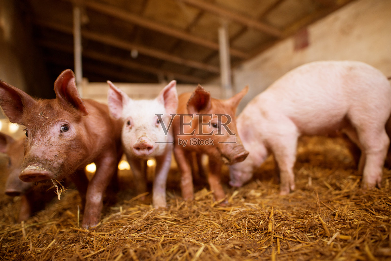 中小猪场重大疫病处理紧急方案和操作要点 - 大畜牧网