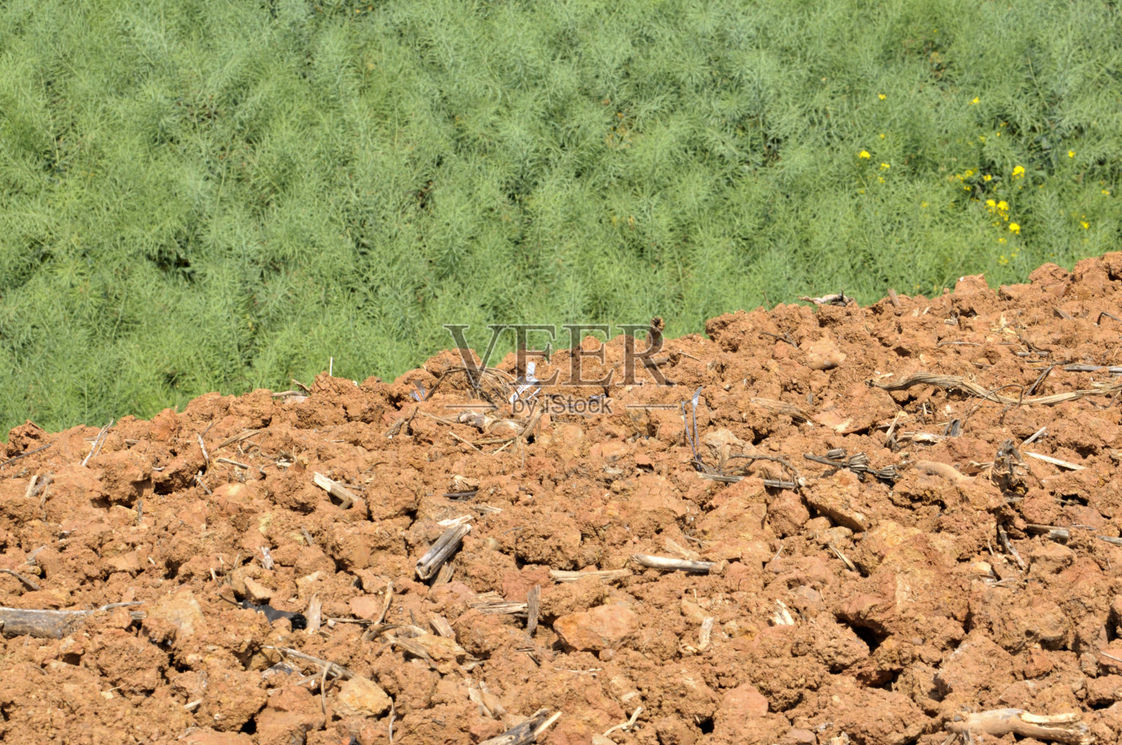 春季油菜田和耕过的休耕田土壤照片摄影图片