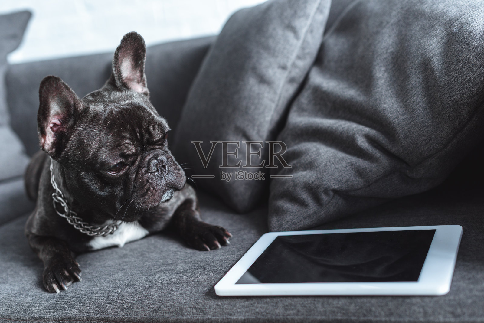 可爱的法国斗牛犬坐在沙发上的平板电脑照片摄影图片