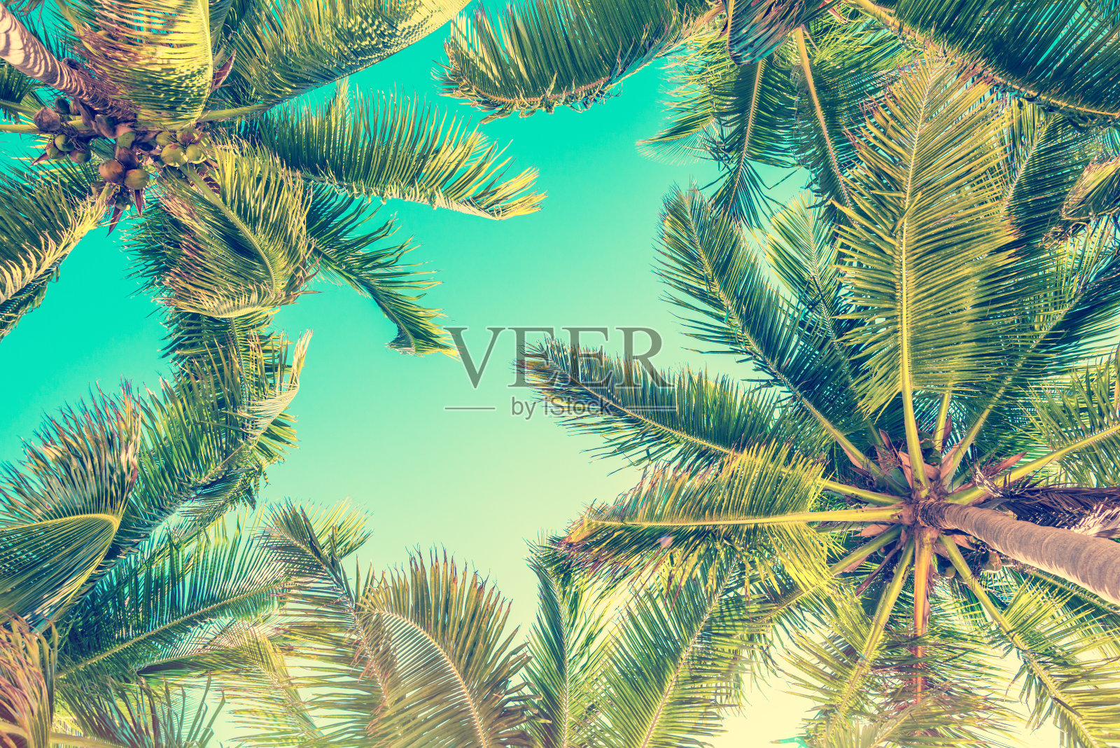蓝天和棕榈树从下面看，复古风格，夏季背景照片摄影图片