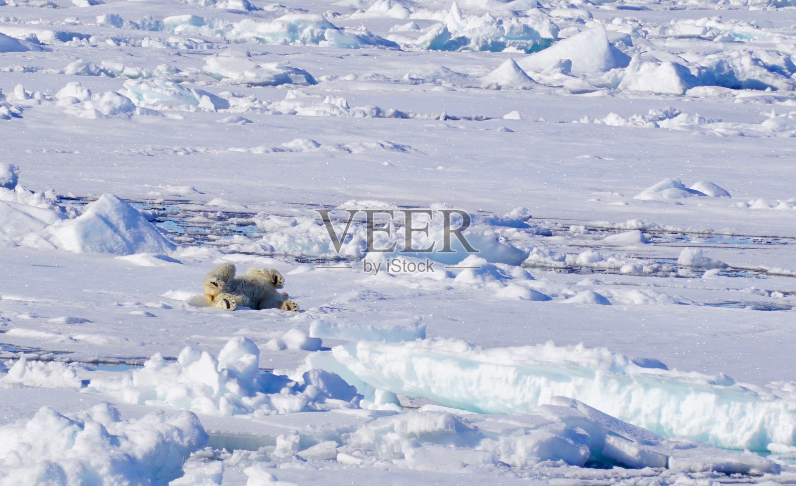 北极熊照片摄影图片