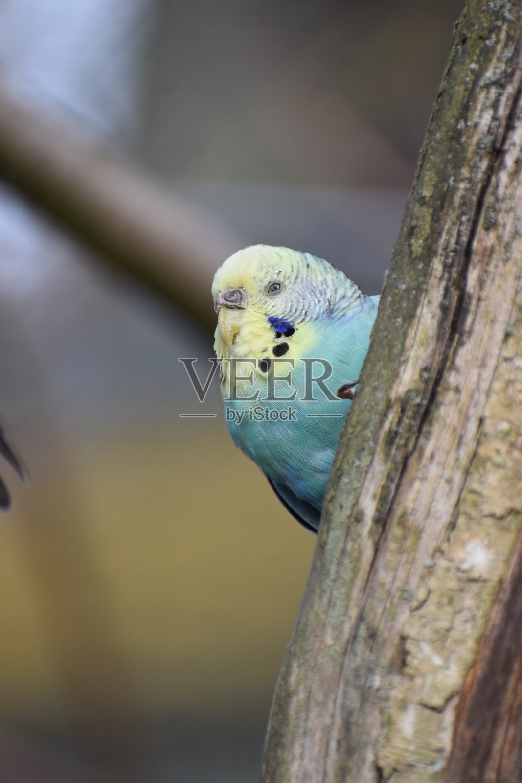 一个小淡蓝色虎皮鹦鹉坐在树枝上的一个公园在卡塞尔，德国照片摄影图片