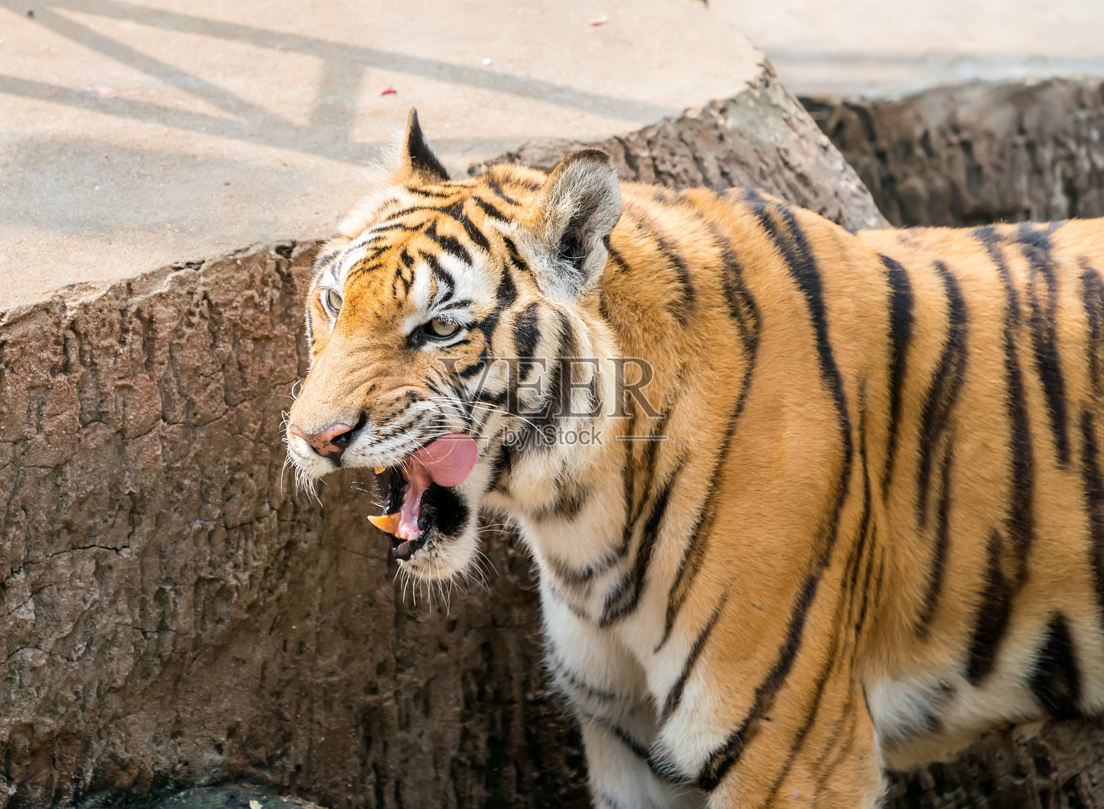 老虎在它的自然栖息地照片摄影图片