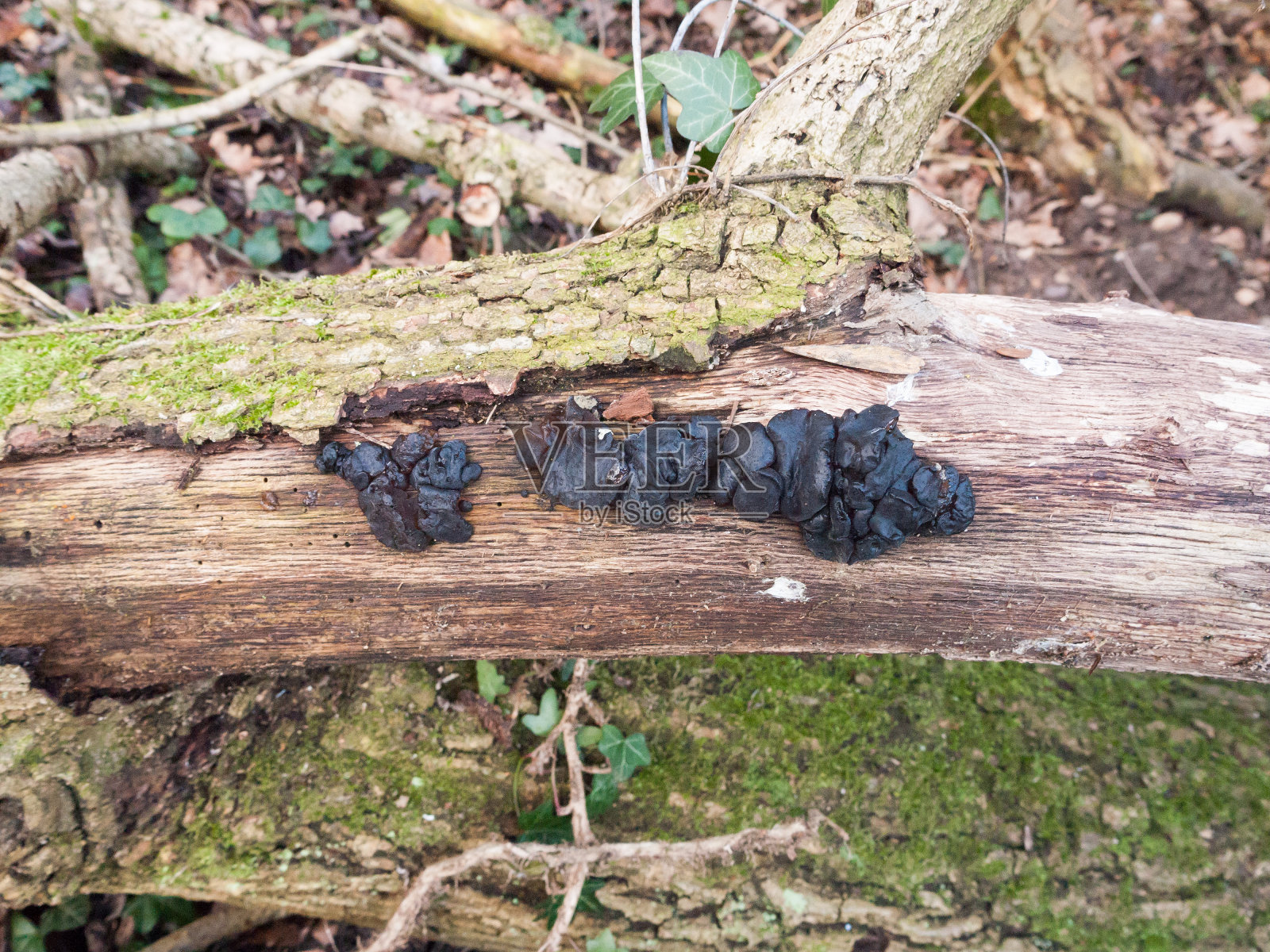 靠近黑色的果冻真菌树枝- Exidia plana Donk照片摄影图片