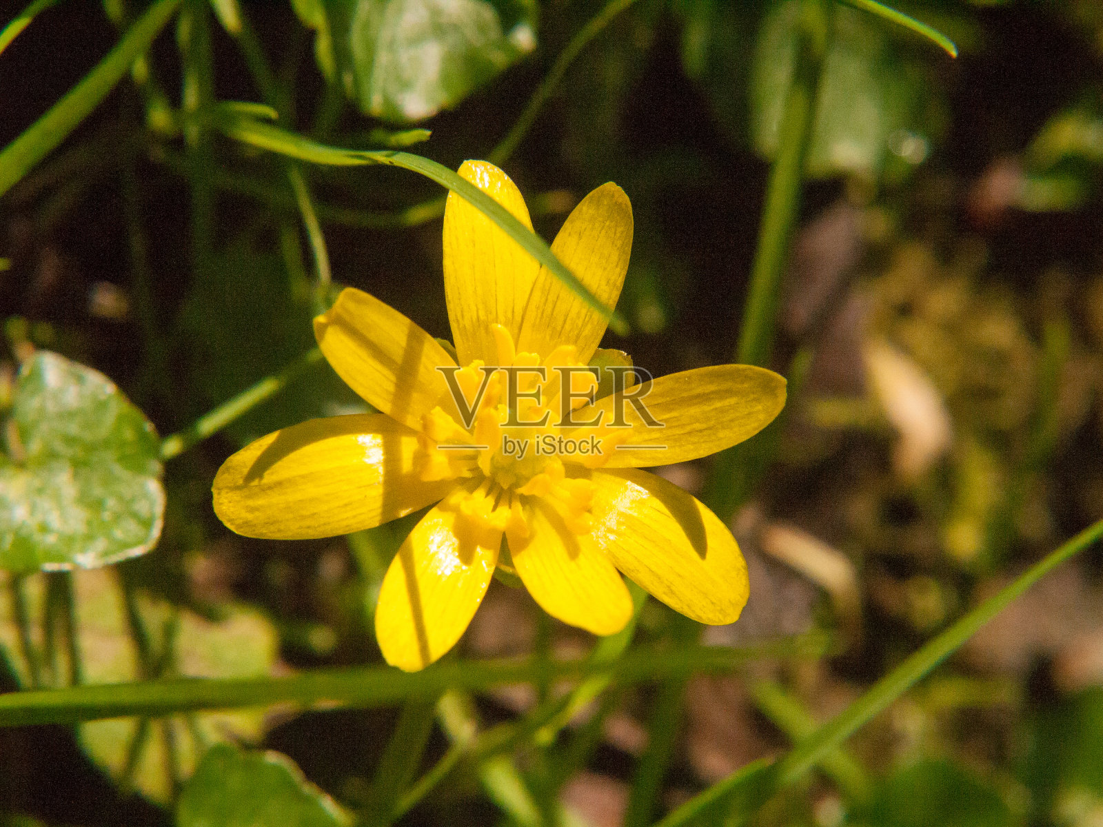 close up黄色生长的春天漂亮的花地板绿草-毛茛ficaria L.小白屈菜照片摄影图片