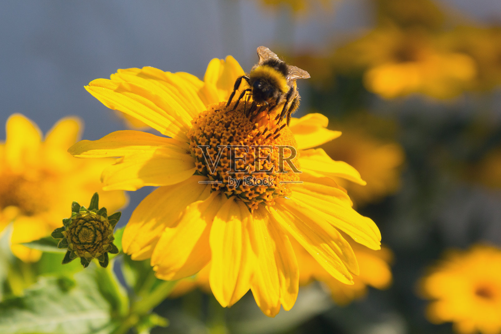 蜜蜂正在给一朵黄色的花授粉。自然照片摄影图片