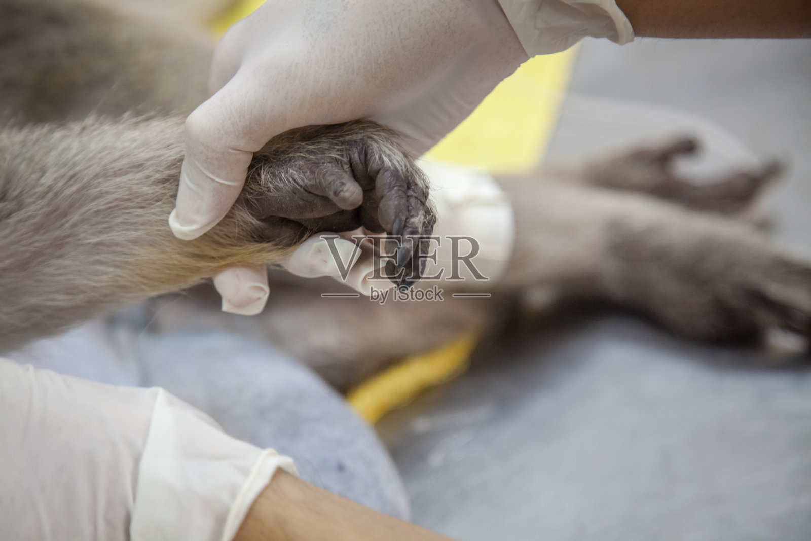 兽医紧急援助猴子监测照片摄影图片