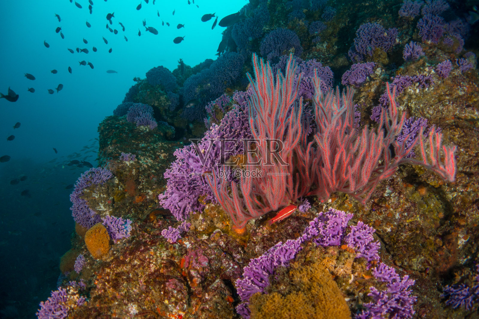 珊瑚礁上的红柳珊瑚照片摄影图片