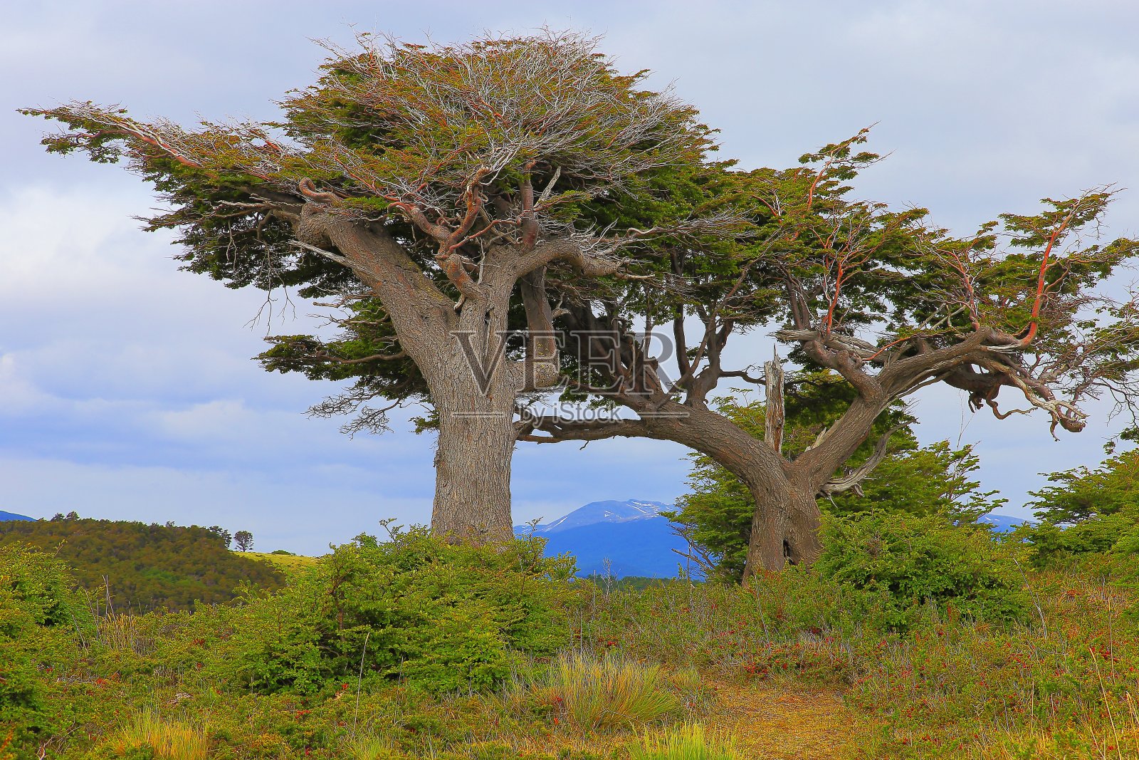 乌斯怀亚风变形树的象征-火地岛，阿根廷-南美照片摄影图片
