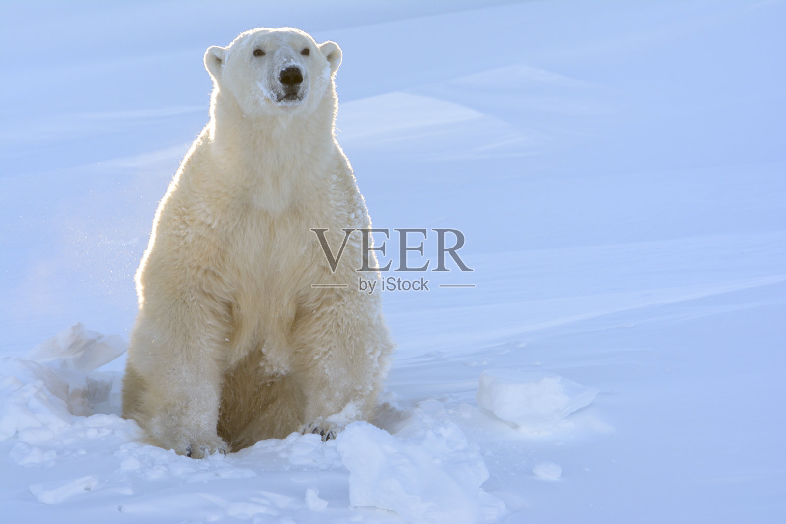 北极熊(小熊)照片摄影图片