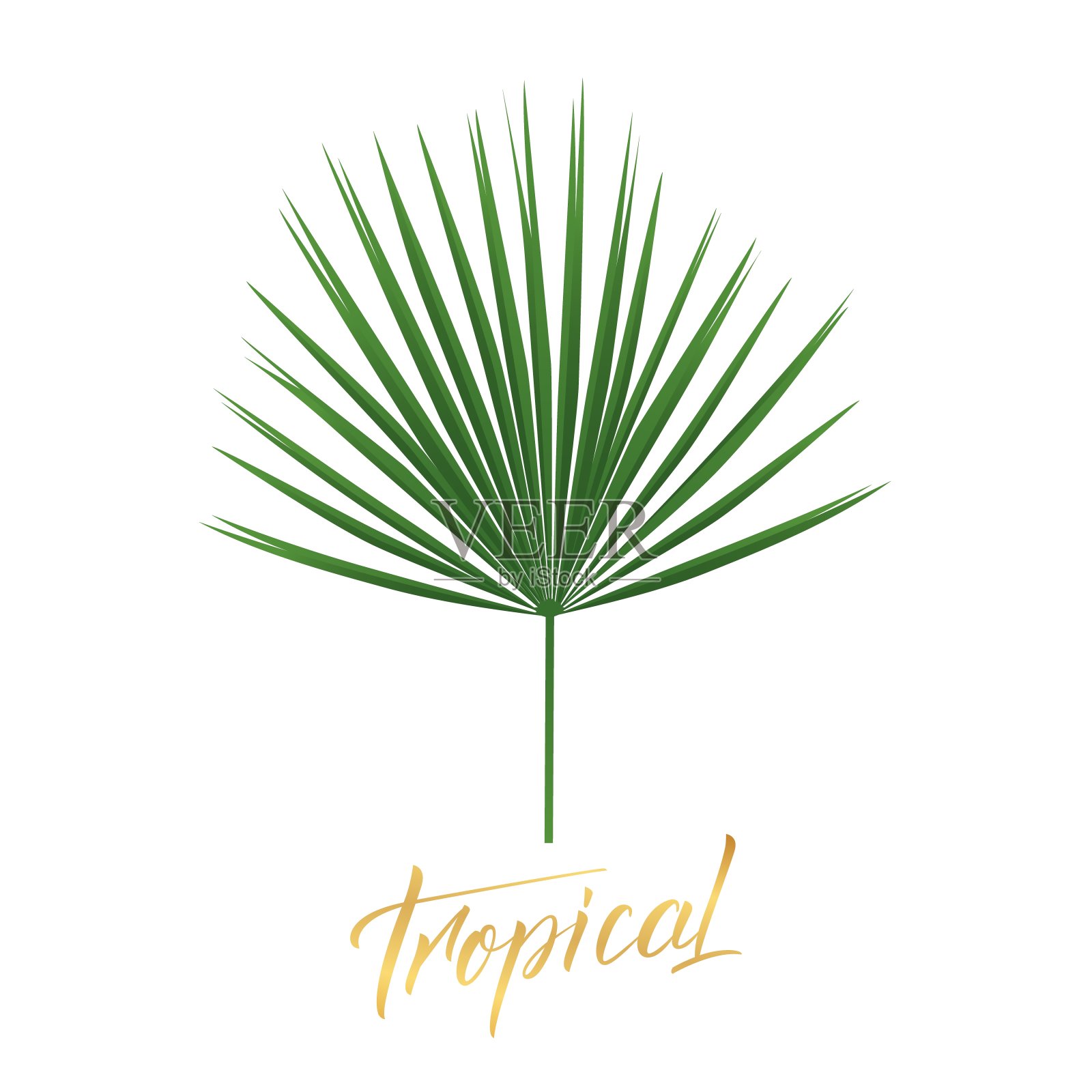 热带棕榈叶。孤立的外来棕榈叶设计元素设计元素图片