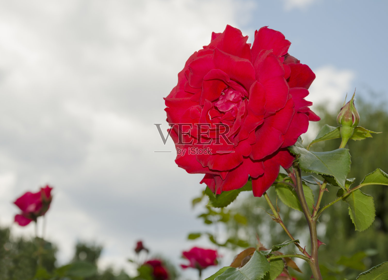 玫瑰之花照片摄影图片