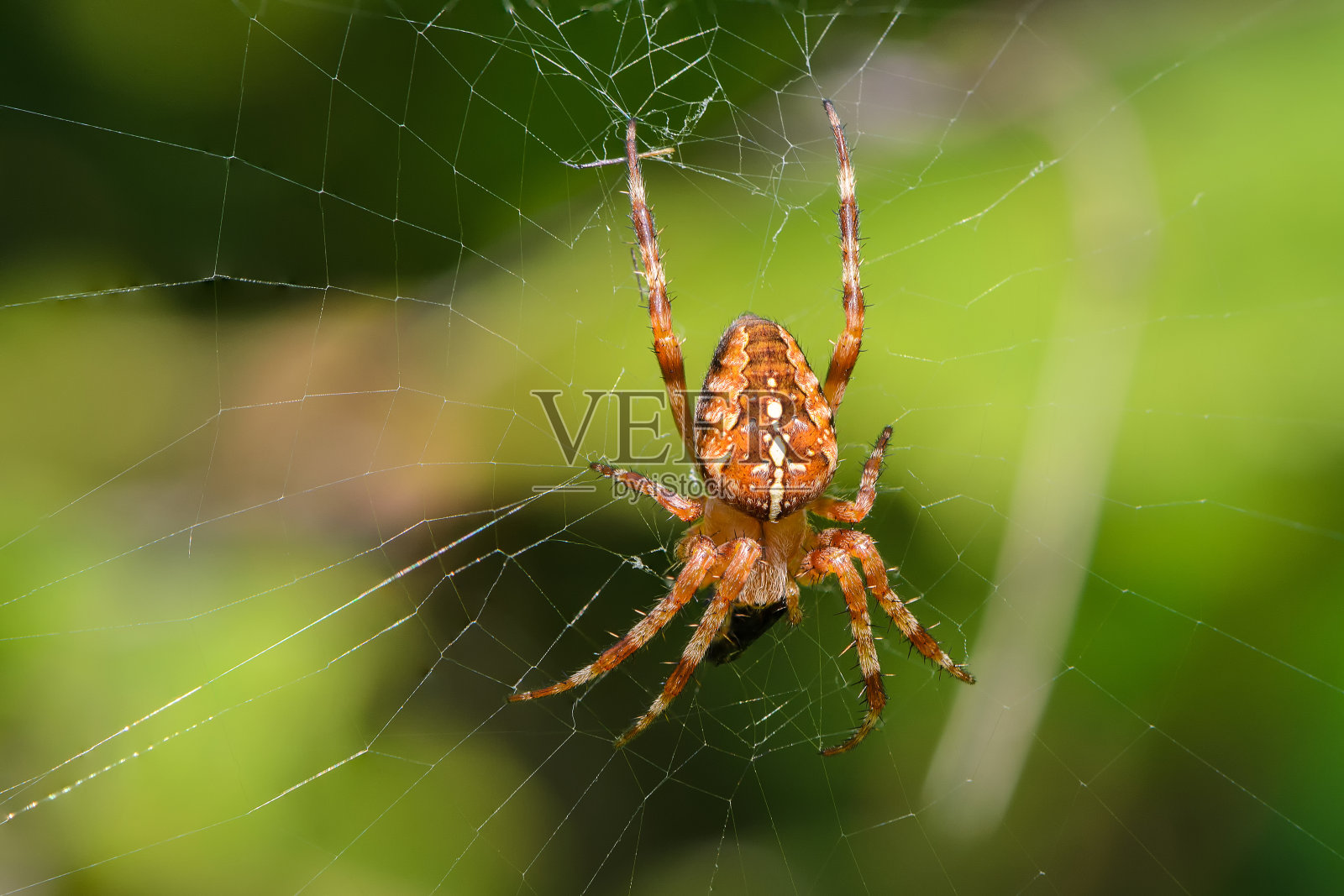 花园蜘蛛的雄性正坐在网中央，带着他的食物照片摄影图片