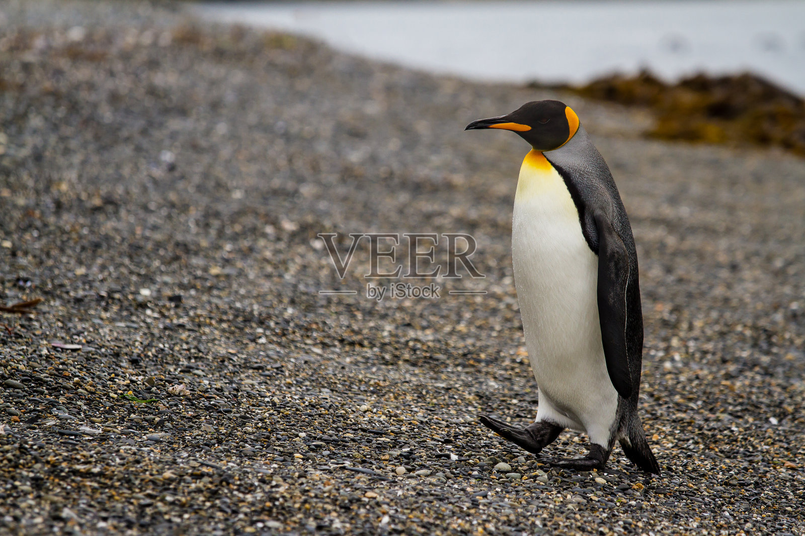 在巴塔哥尼亚乌斯瓦亚的Martillo岛，国王企鹅，patagonicus，行走在石砾海滩上照片摄影图片