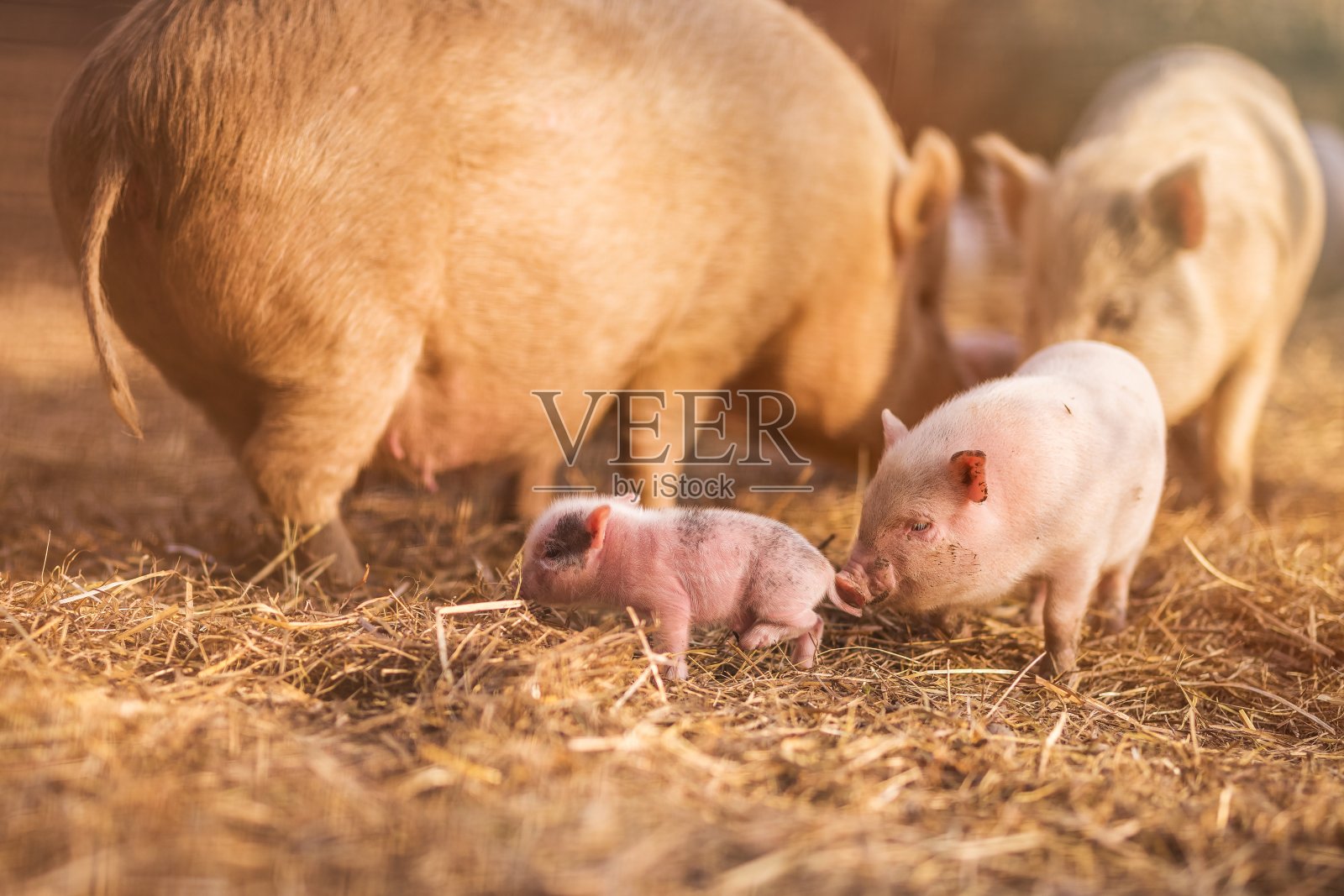 农场里的小猪照片摄影图片
