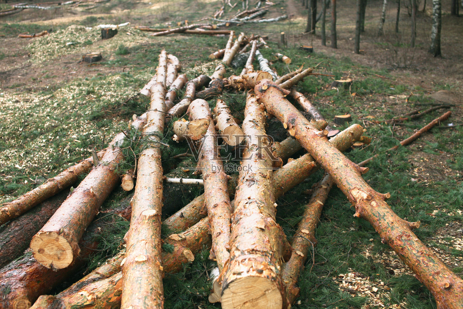 环境、自然和滥伐森林——砍伐树木照片摄影图片