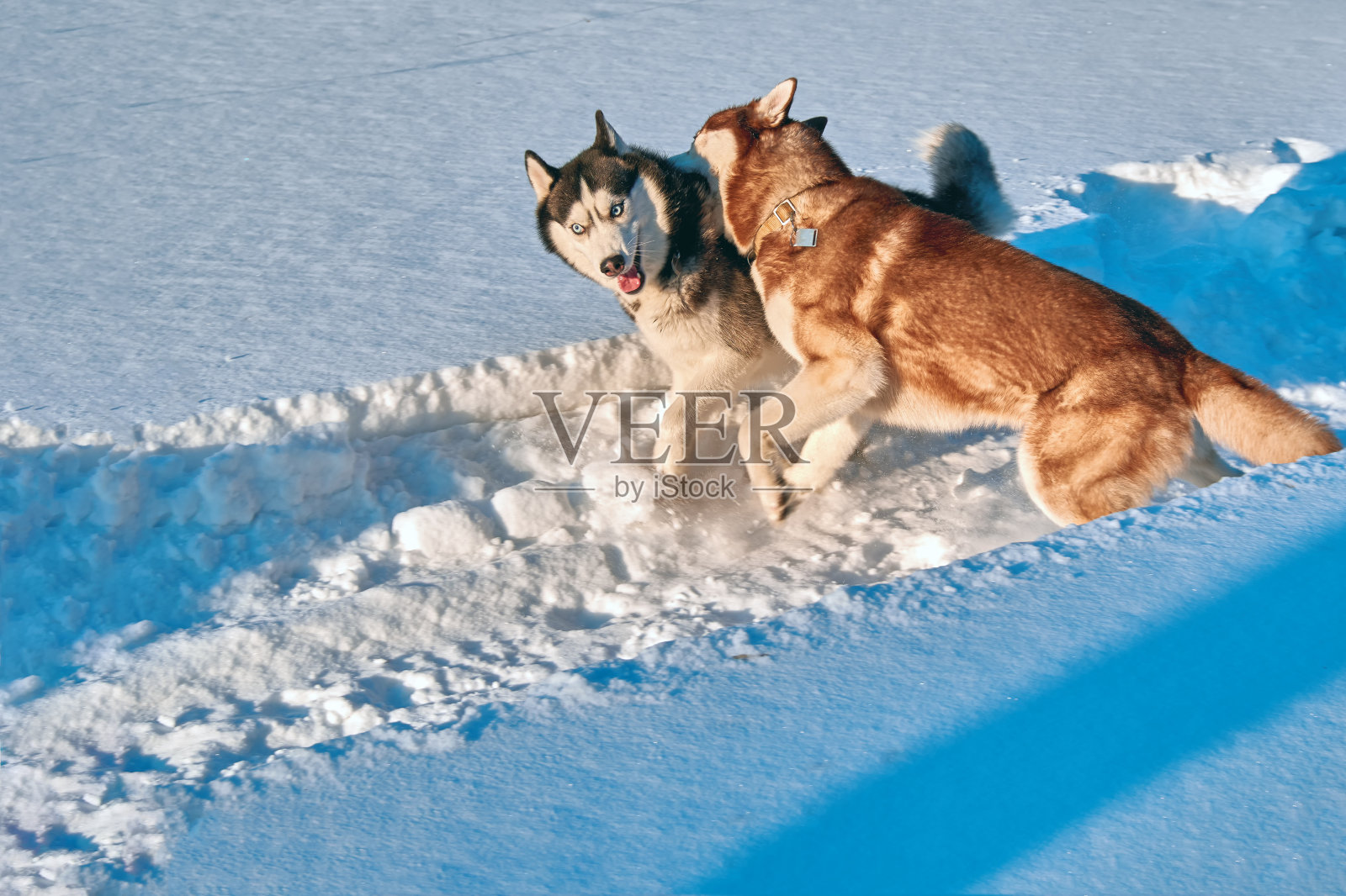 狗在雪里玩得很开心。西伯利亚哈士奇咬和战斗。晚上照明。照片摄影图片