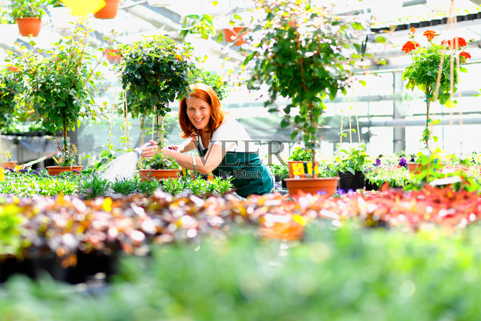 在苗圃里工作的妇女-有五颜六色的花的温室照片摄影图片