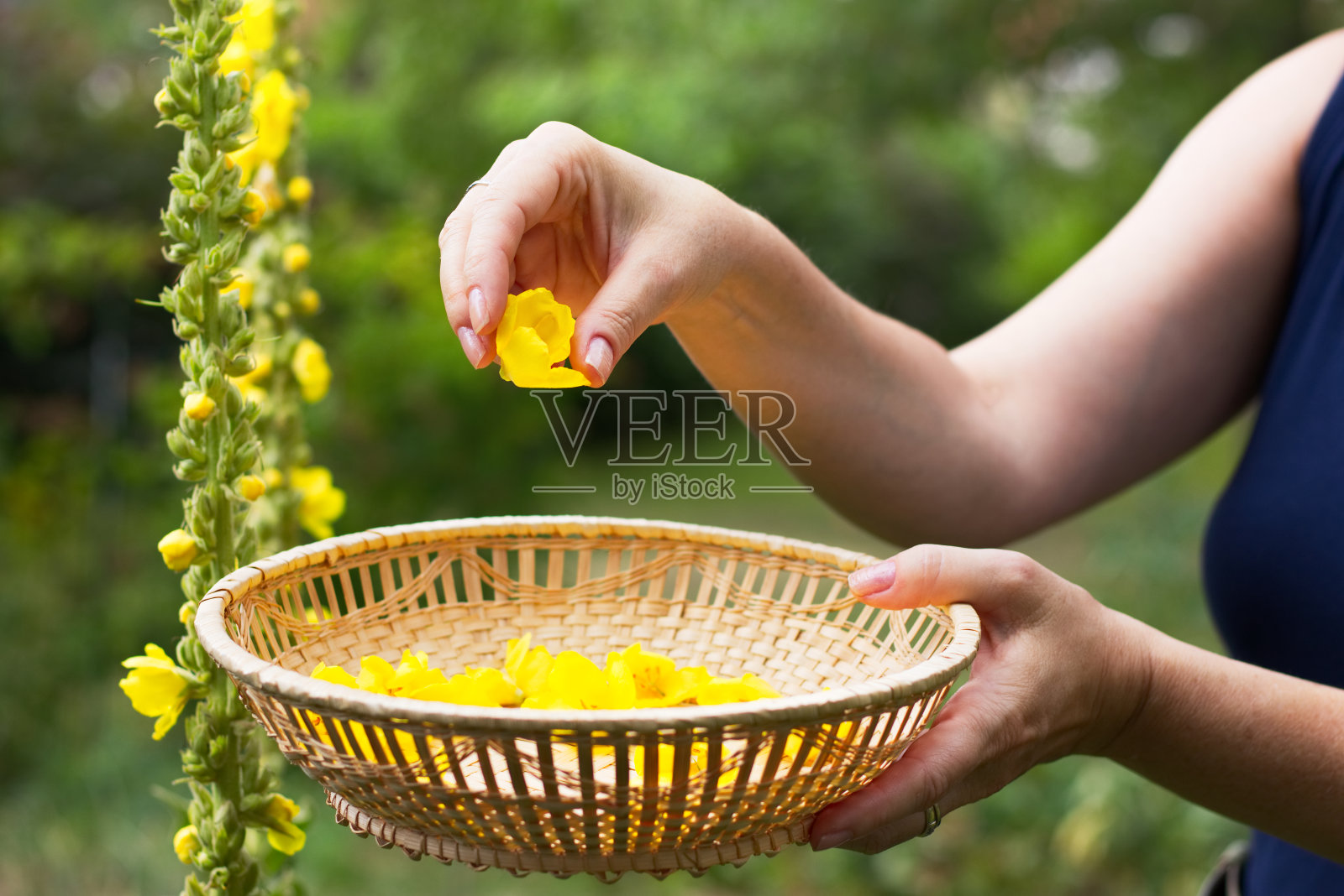 女人收集鲜花放到柳条篮子里照片摄影图片