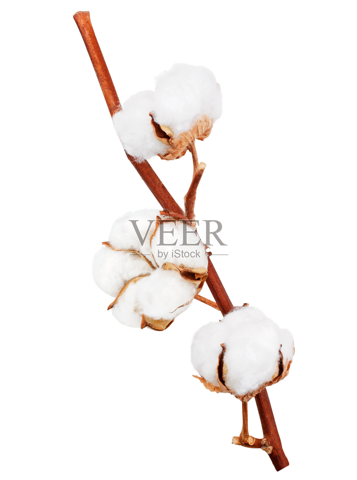 精致的棉花枝孤立在白色的背景照片摄影图片