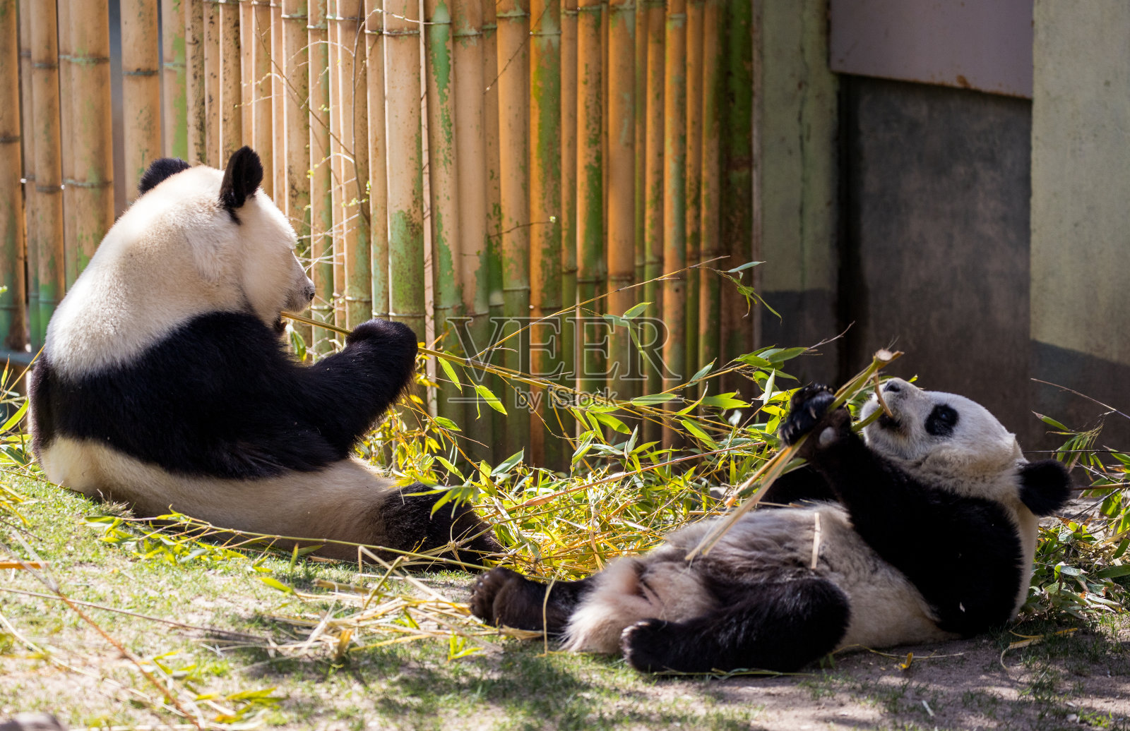 熊猫很有趣照片摄影图片