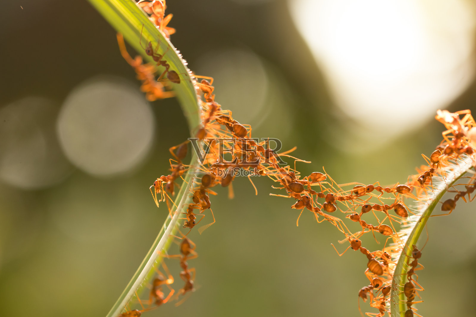 蚂蚁保存幼虫 库存图片. 图片 包括有 空白, 宏指令, 想法, 茴香, 特写镜头, 颜色, 概念, 昆虫 - 31427085