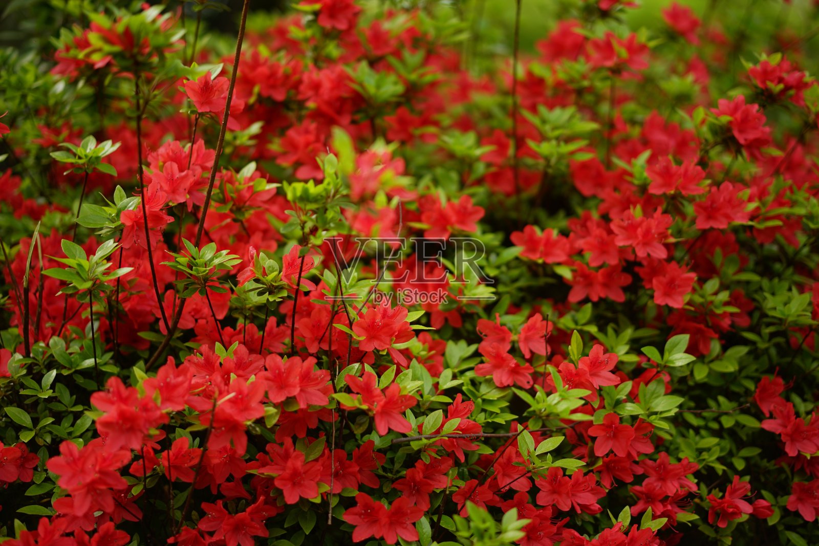 东京公园里的红色杜鹃花照片摄影图片