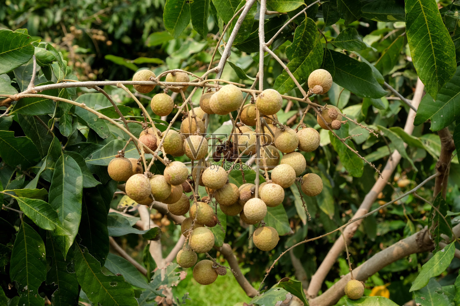 龙眼果园-热带水果幼龄龙眼在泰国农场照片摄影图片
