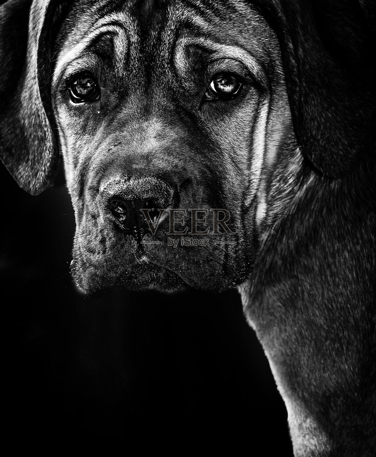 巴西菲拉犬照片摄影图片