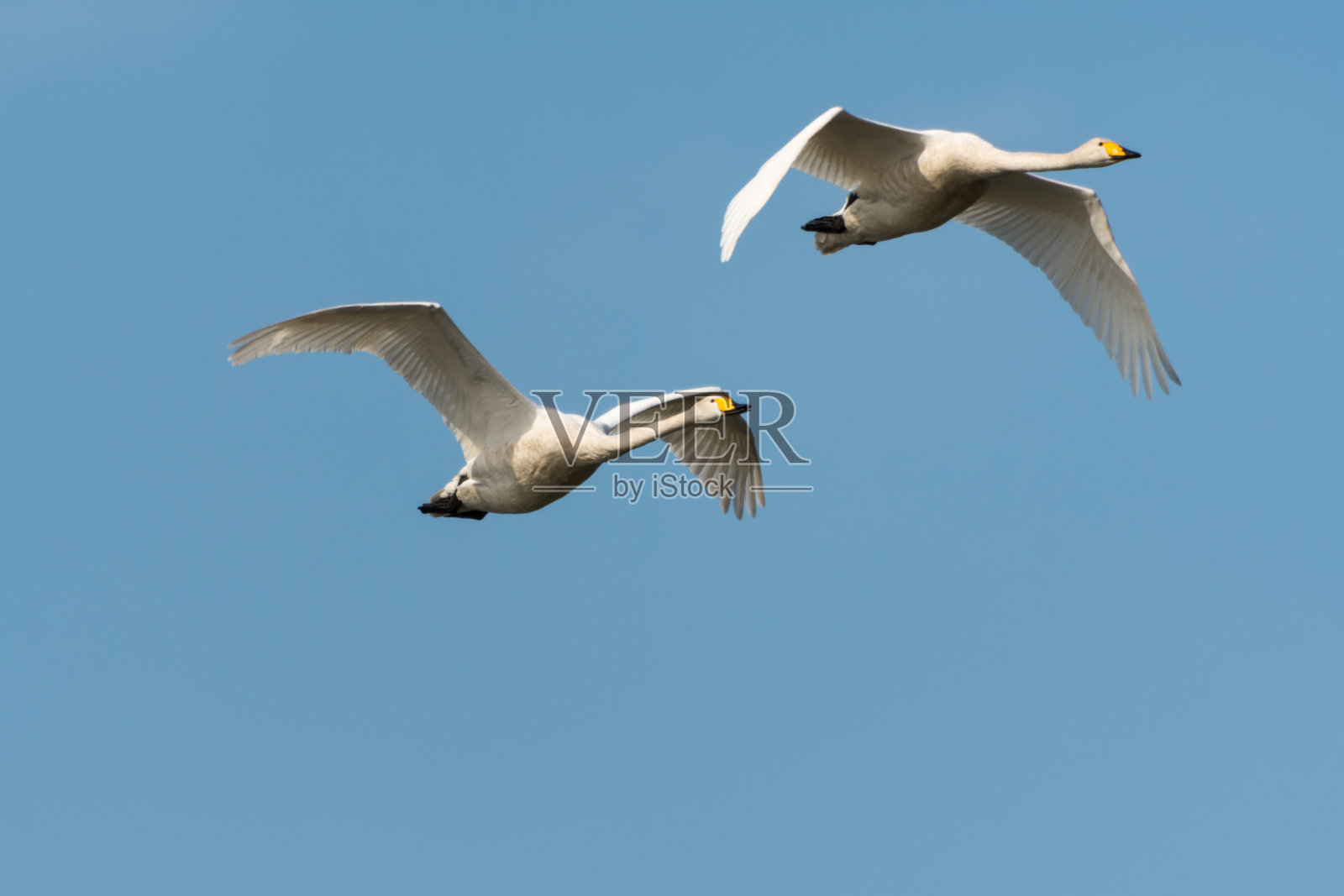 一对会飞的白天鹅照片摄影图片
